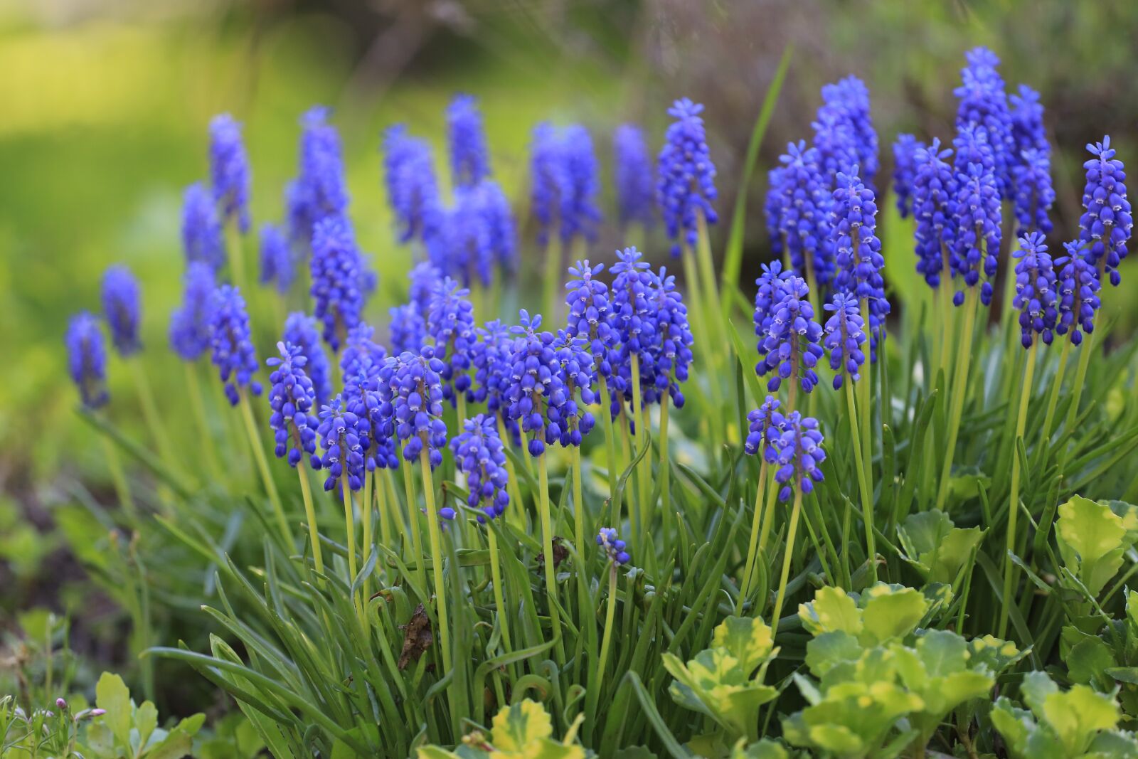 Canon EOS 6D + Canon EF 70-200mm F4L USM sample photo. Summer, summer flowers, live photography