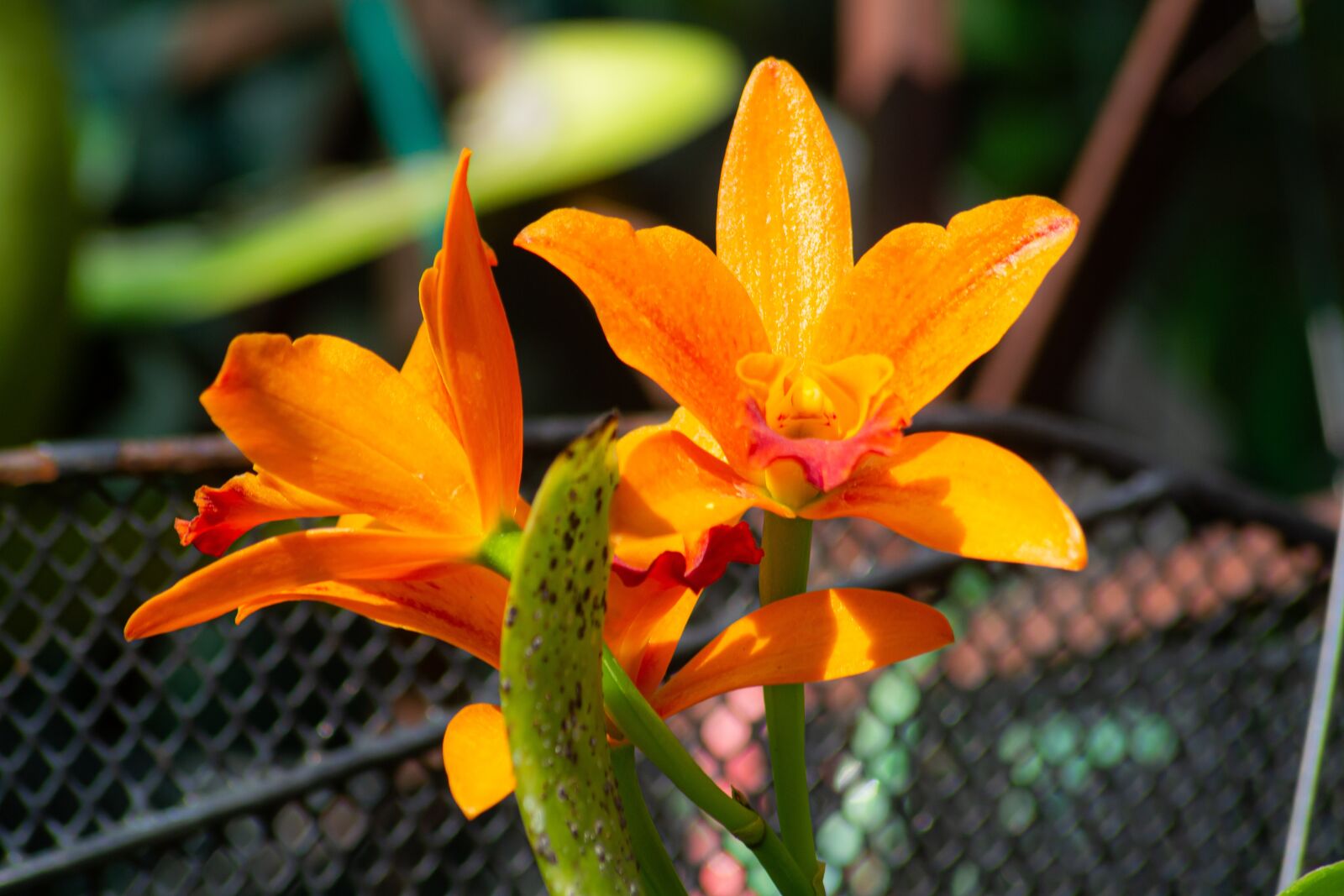Nikon D3100 sample photo. Macro, sunlight, flower garden photography
