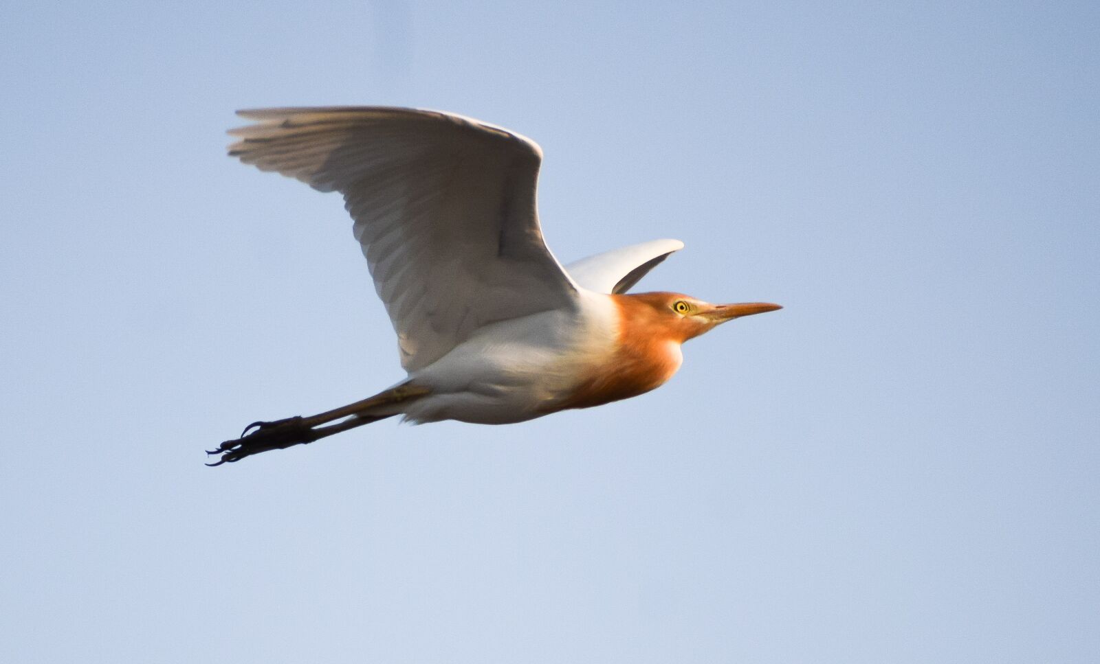 Nikon D3300 sample photo. Heron, bird, animal photography