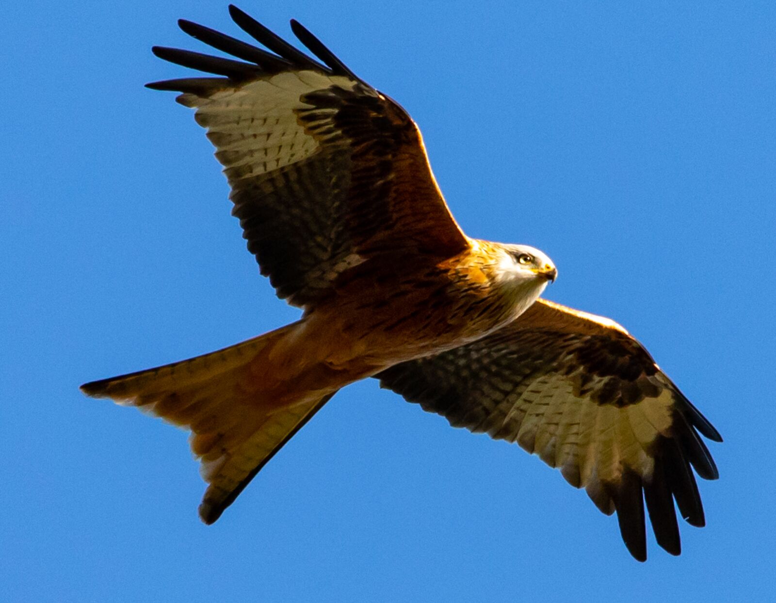 Canon EOS 7D Mark II sample photo. Red kite, flying, soaring photography