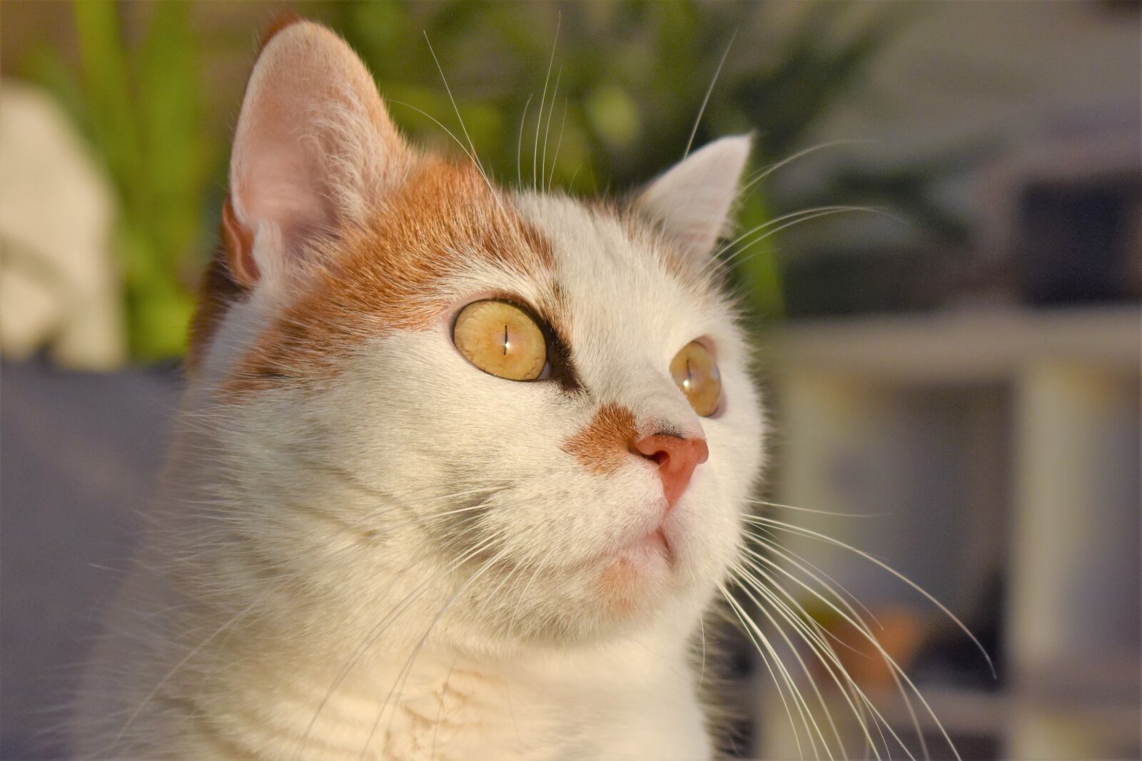 Nikon D5500 sample photo. Cat, white, animal photography