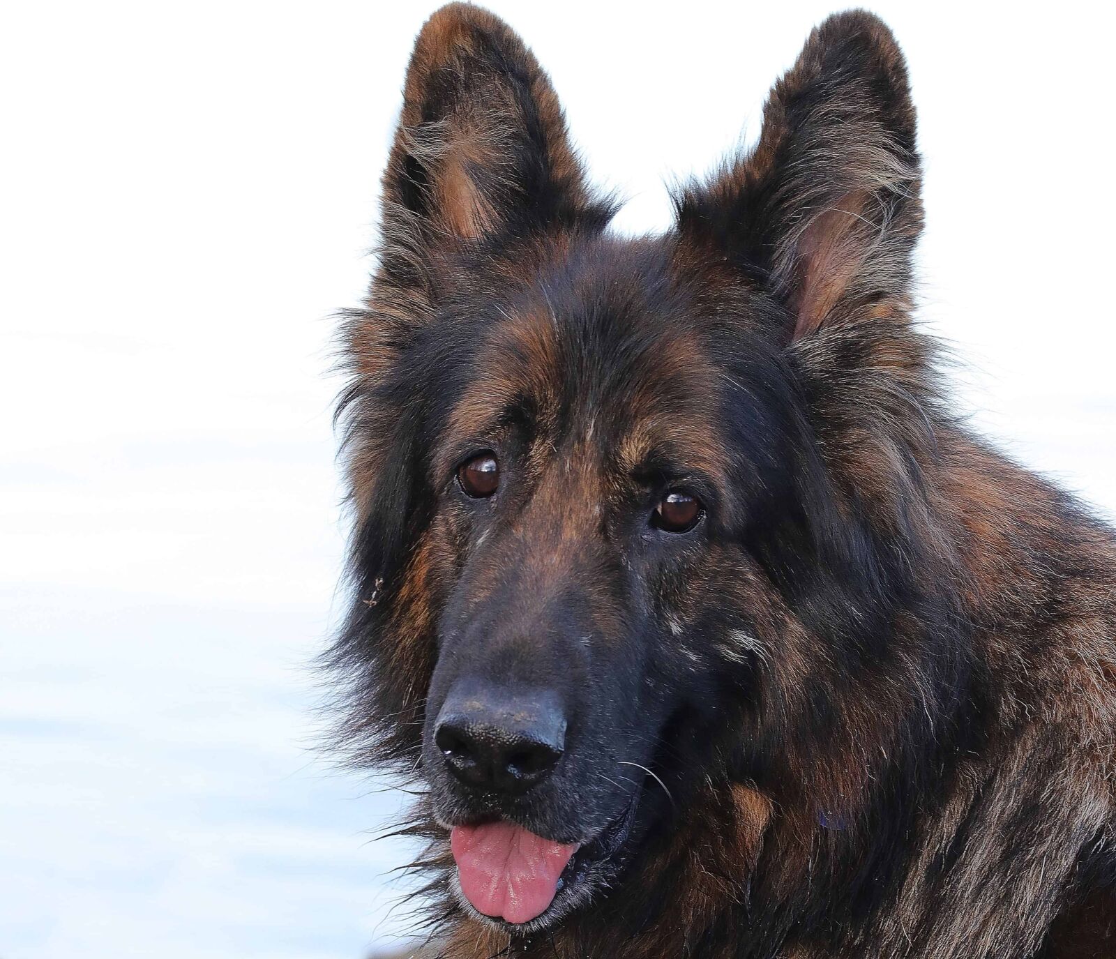 Canon EOS 80D sample photo. Canine, brown, animal, sheepdog photography
