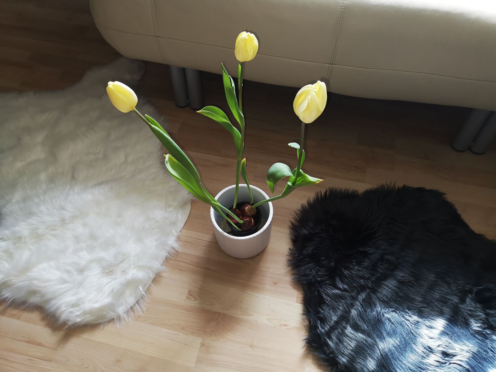 HUAWEI HMA-L29 sample photo. Deco, space, tulip photography