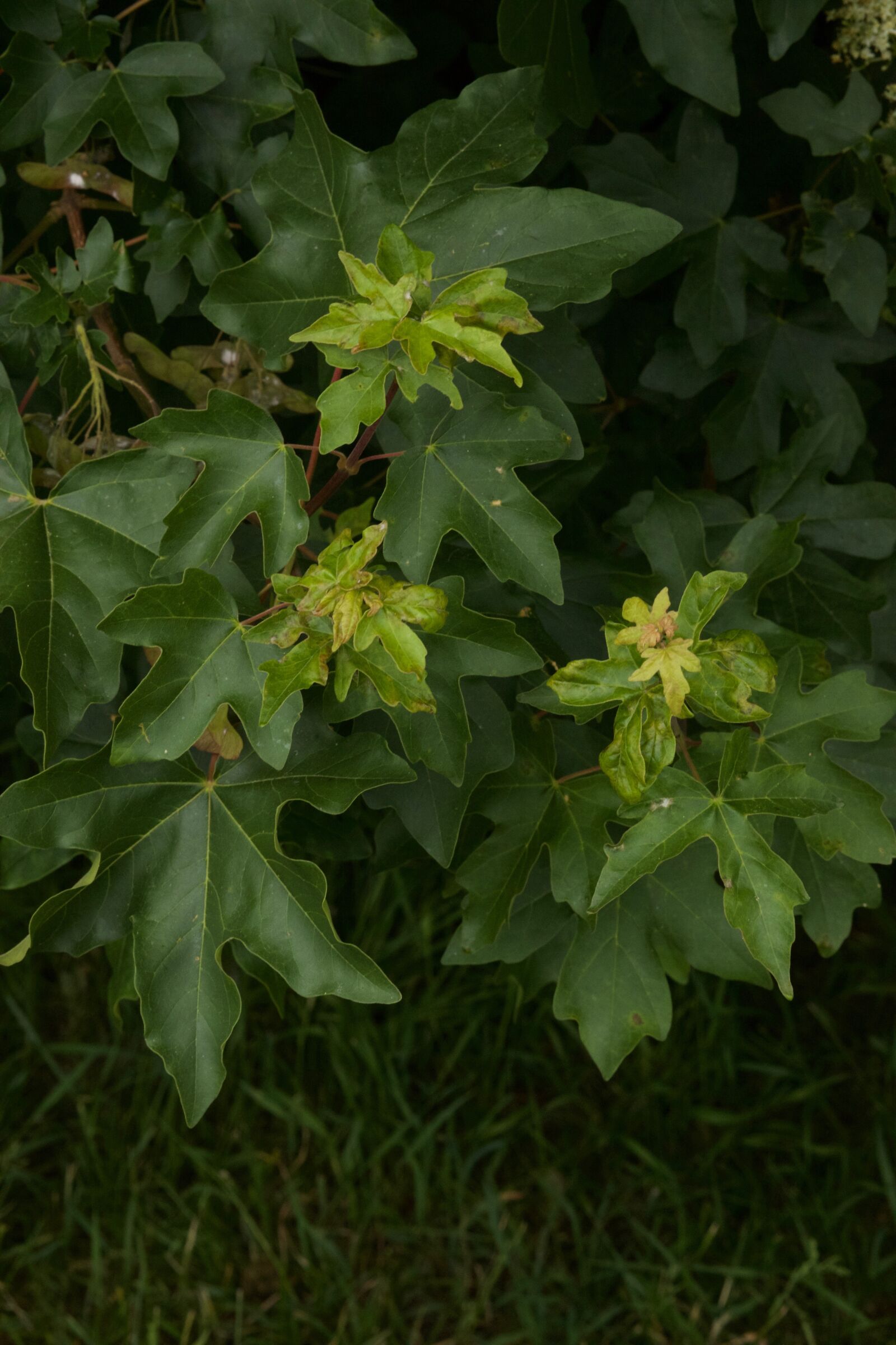 Canon EOS 5D Mark II sample photo. Flower, england, nature photography