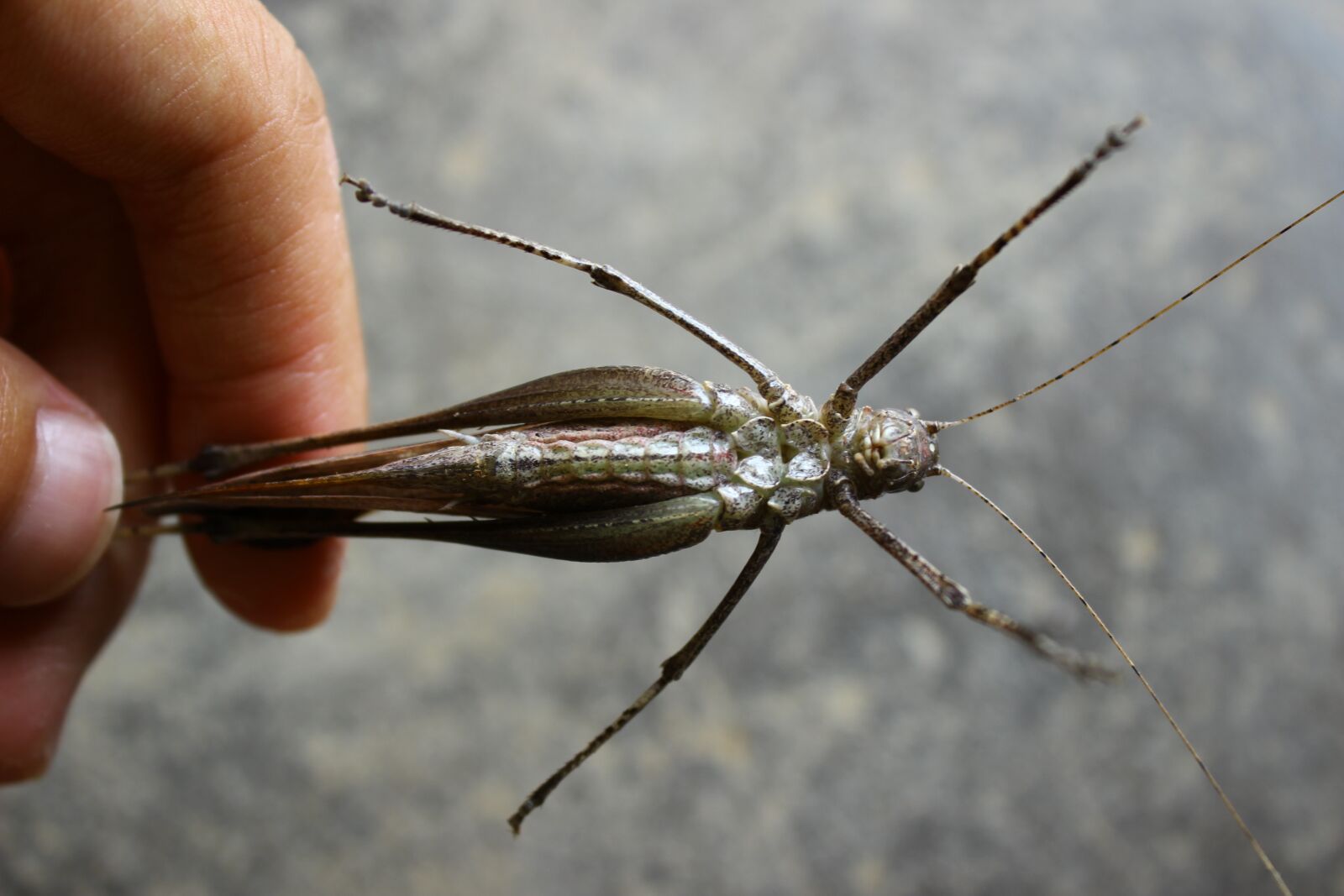 Canon EOS 600D (Rebel EOS T3i / EOS Kiss X5) sample photo. Insect, abdomen, tentacles photography