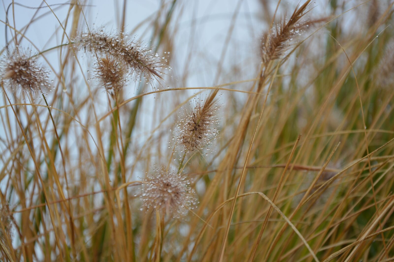 Nikon D5200 sample photo. Spikes, plant, nature photography
