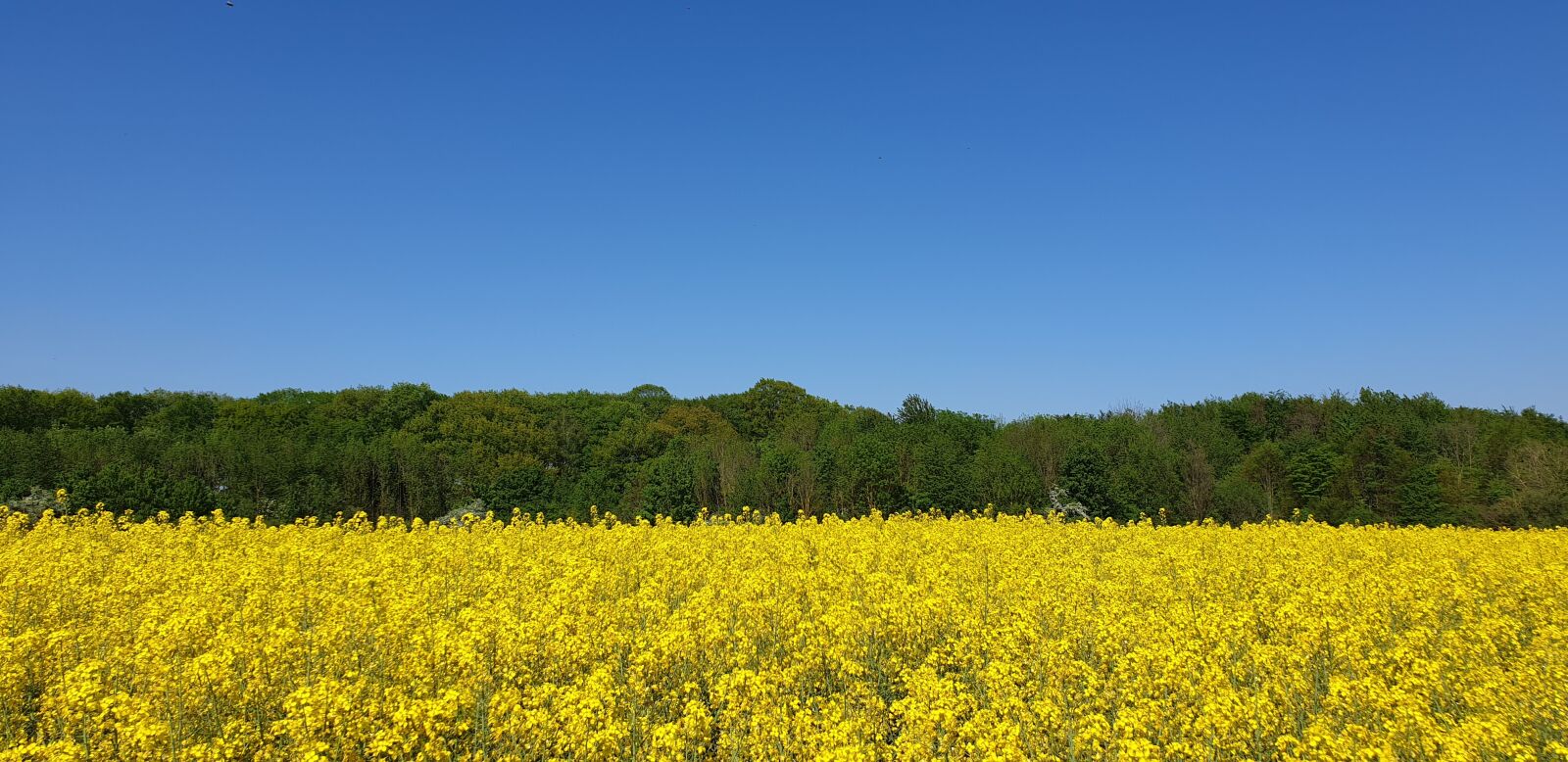 Samsung Galaxy Note9 sample photo. Raps, yellow, spring photography