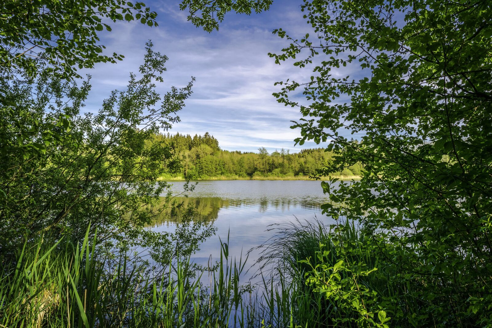 Nikon D3300 sample photo. Green, trees, nature photography