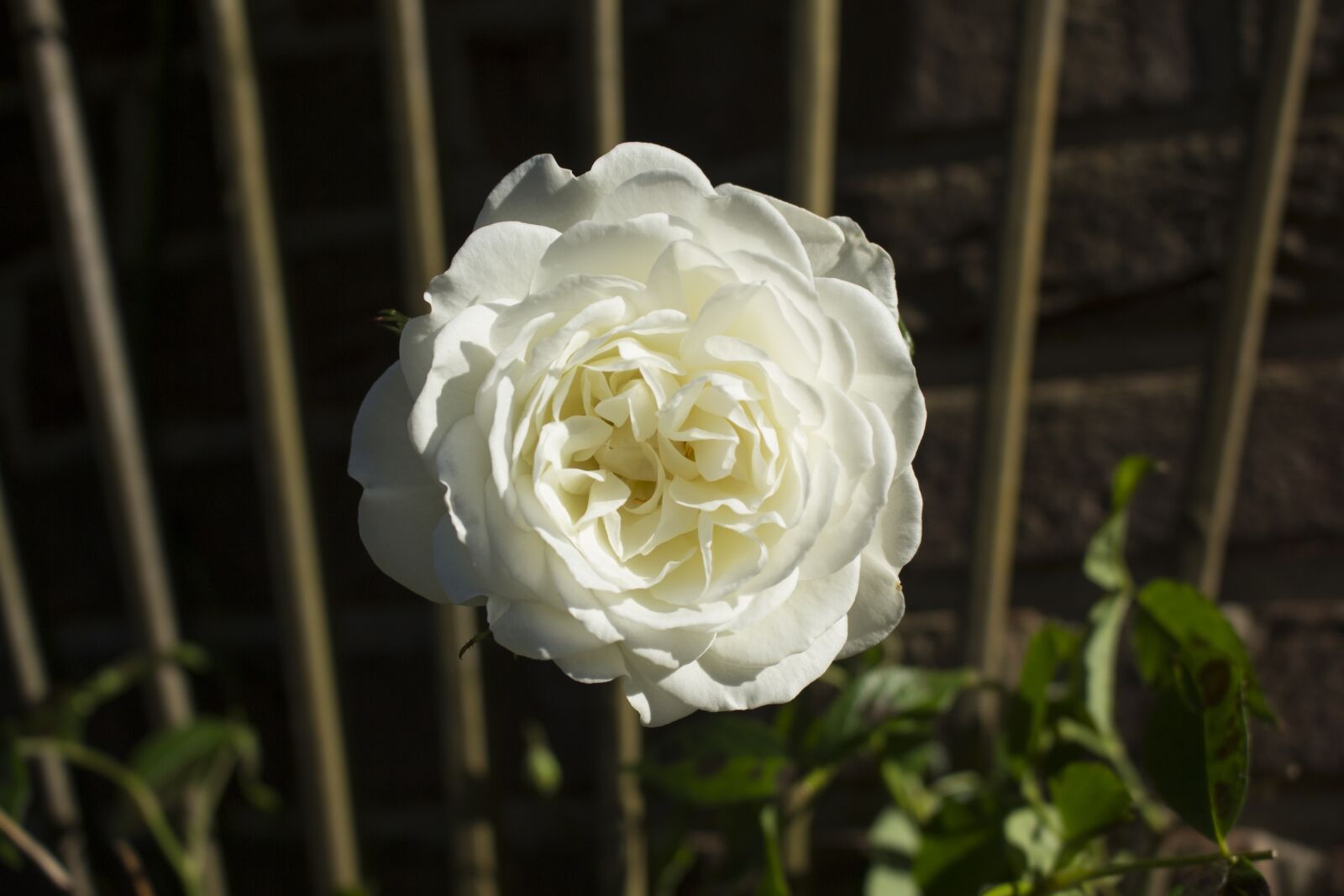 Canon EOS 60D sample photo. Rose, nature, way of photography
