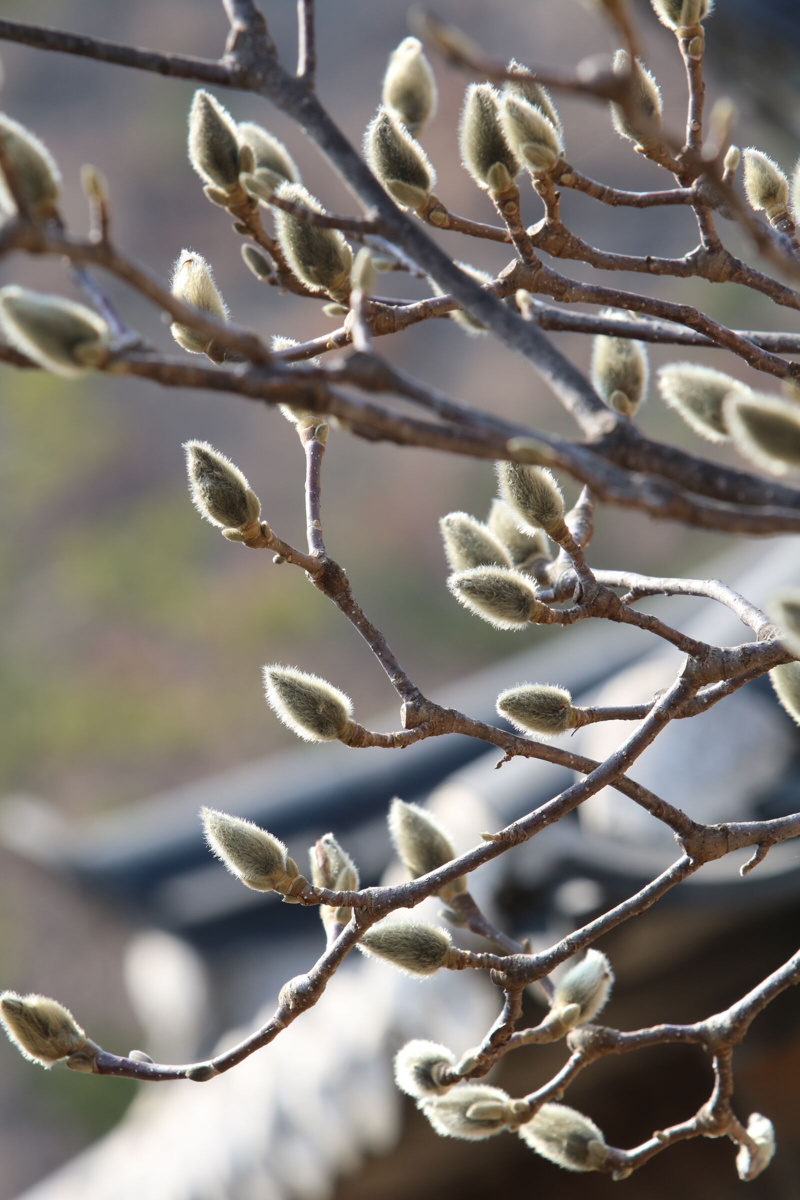 Canon EF 70-200mm F2.8L USM sample photo. Nature, outdoors, spring photography