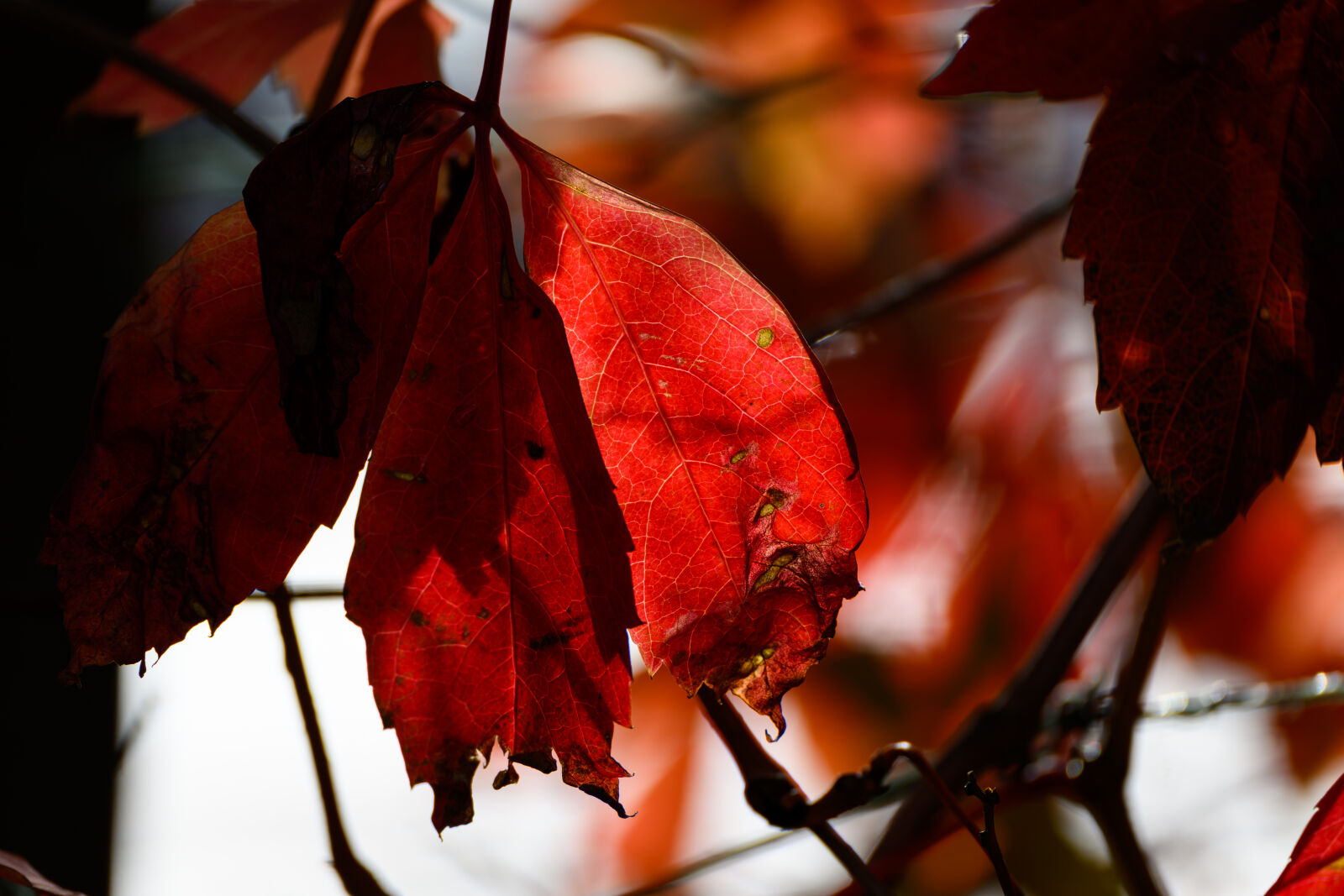 Nikon Z9 sample photo. Autumn leaves photography
