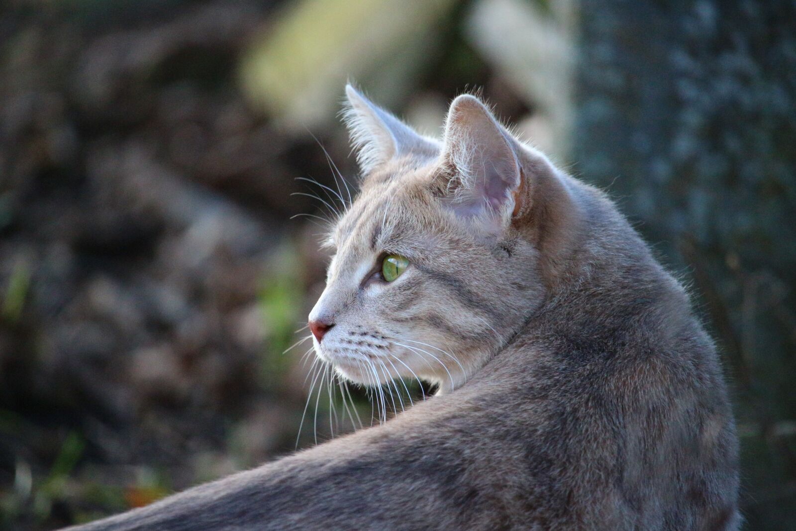 Canon EOS 100D (EOS Rebel SL1 / EOS Kiss X7) sample photo. Cat, mackerel, breed cat photography