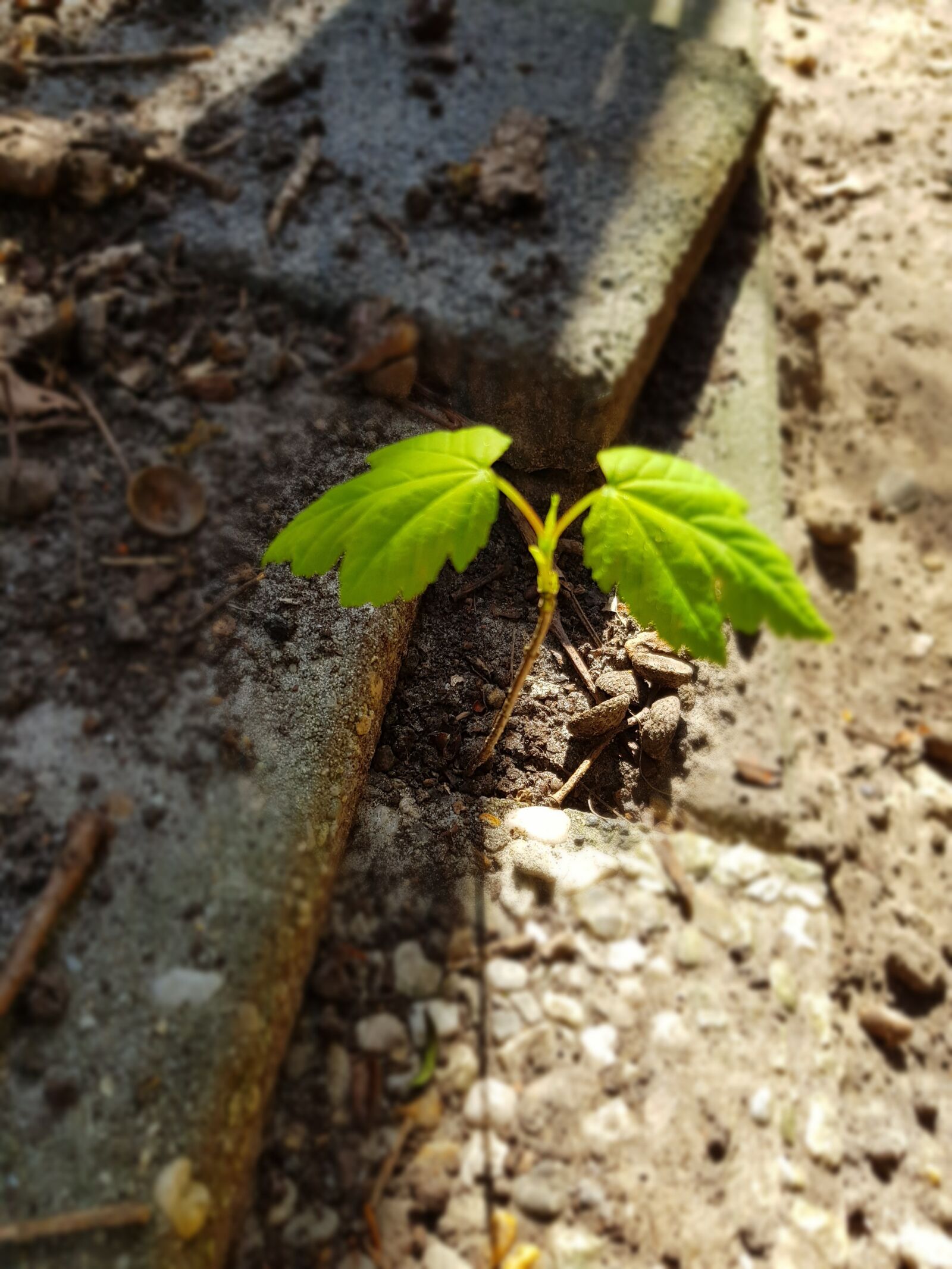 Samsung Galaxy S8 sample photo. New, growth, acorn photography