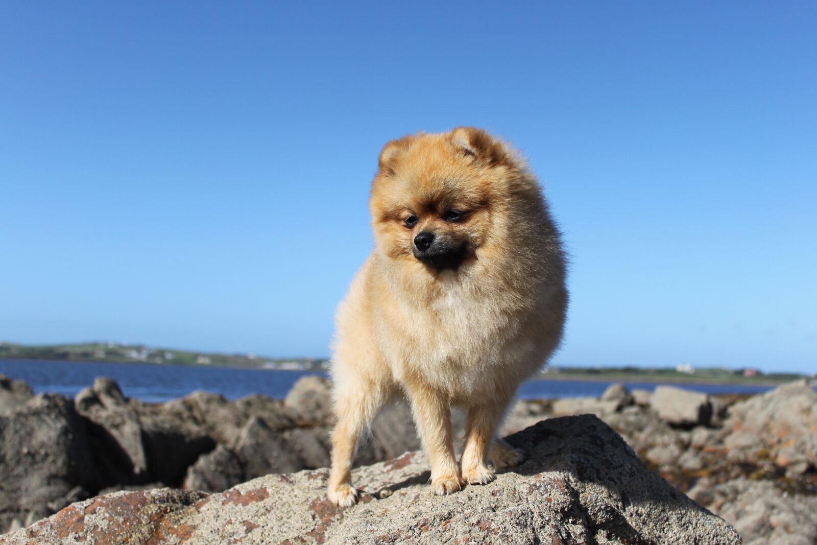Canon EOS 500D (EOS Rebel T1i / EOS Kiss X3) sample photo. Spitz miniature, pure-breed dog photography