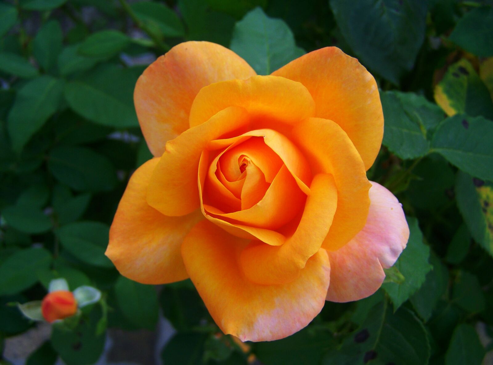 Kodak EASYSHARE ZD710 ZOOM DIGITAL CAMERA sample photo. Rose, peach color, flower photography