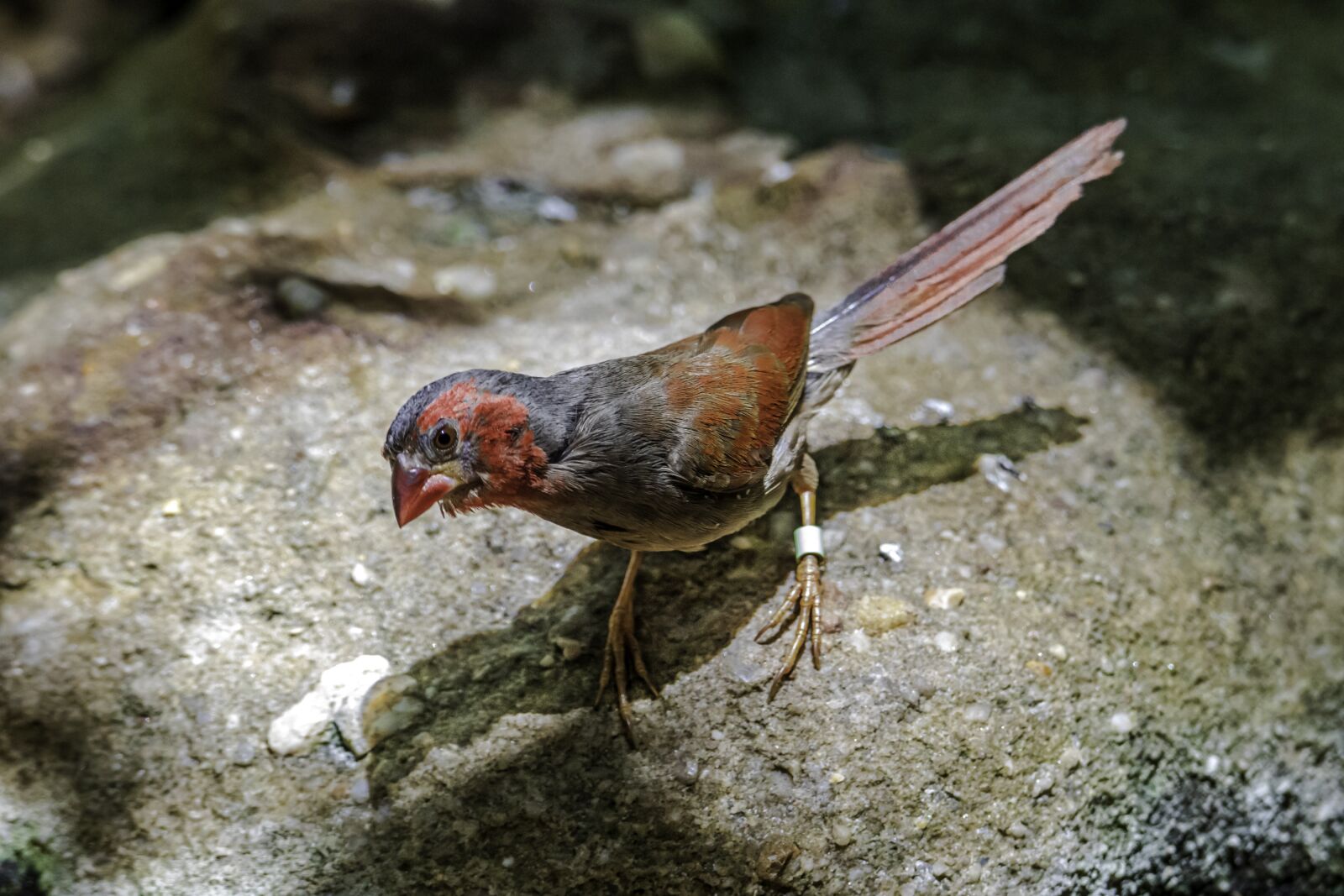 Canon EOS 80D sample photo. Birds, finches, crimson finch photography