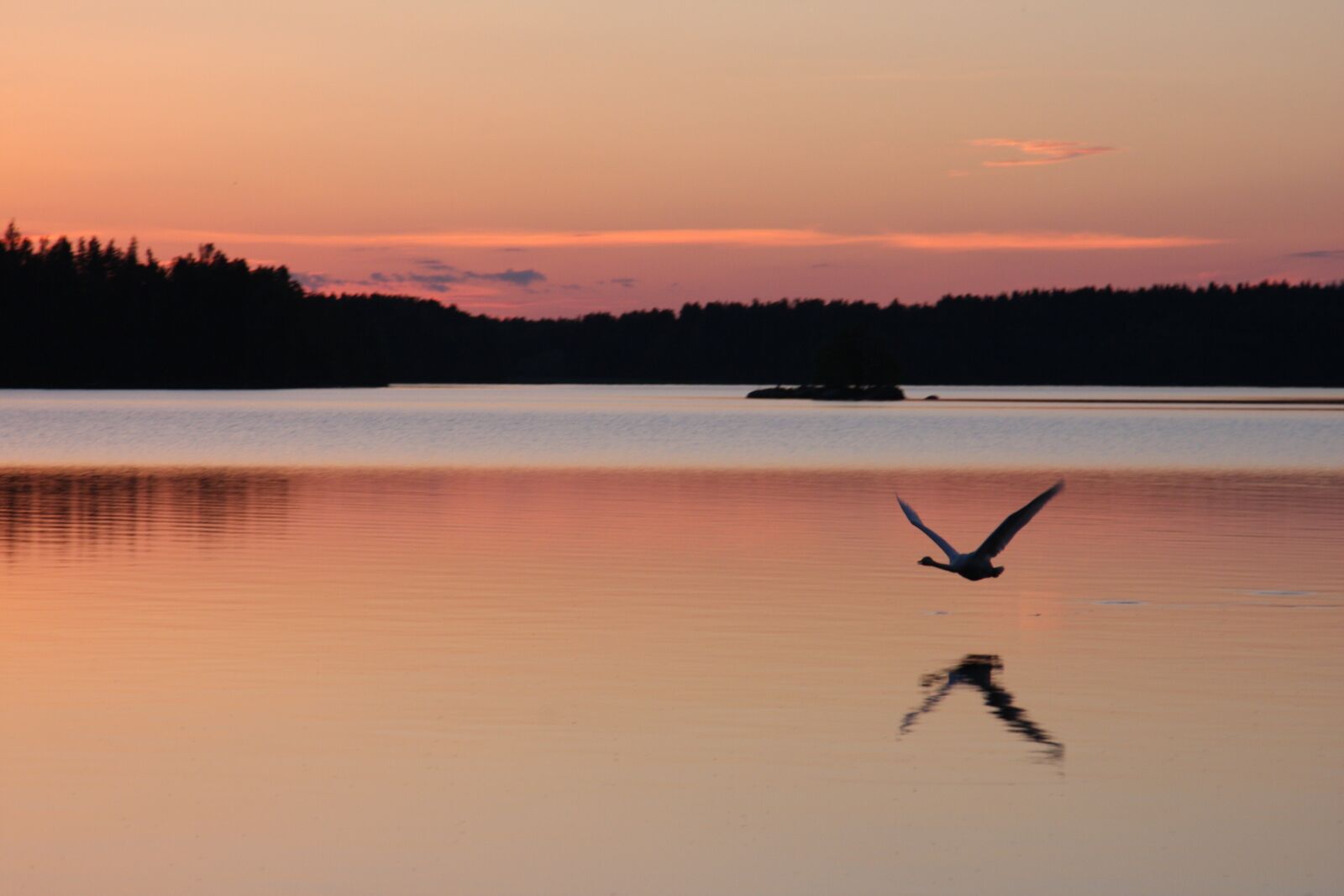 Canon EOS 40D sample photo. Swan, sunset, nature photography