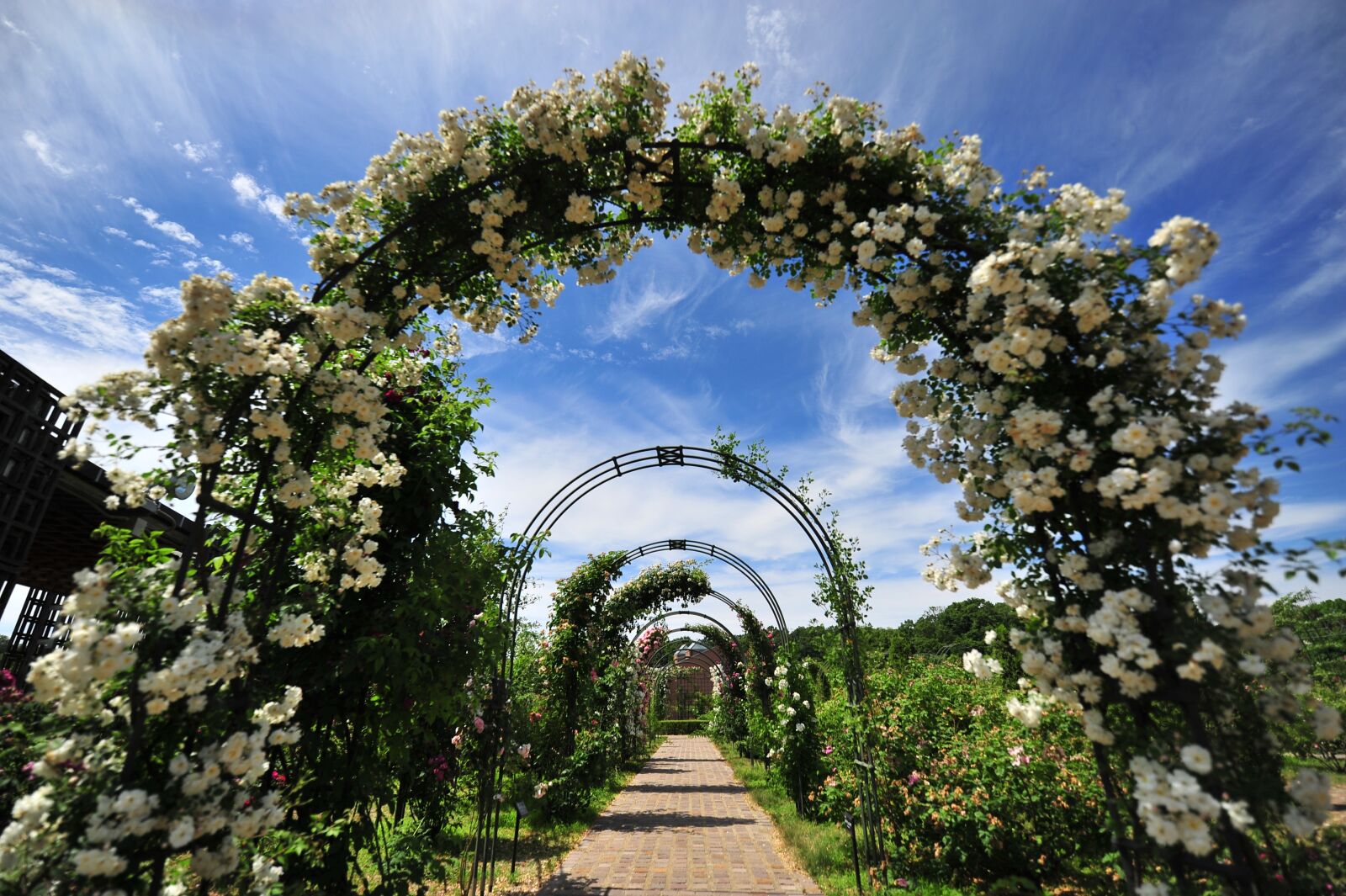 Nikon D700 sample photo. Rose, arch, blue sky photography