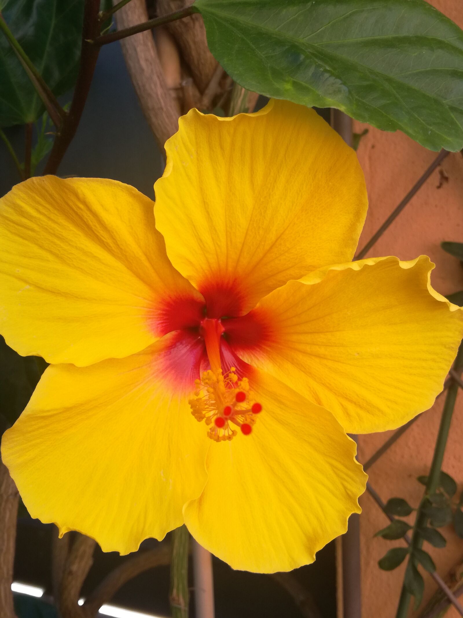 HUAWEI P9 LITE sample photo. Garden, yellow, flower photography