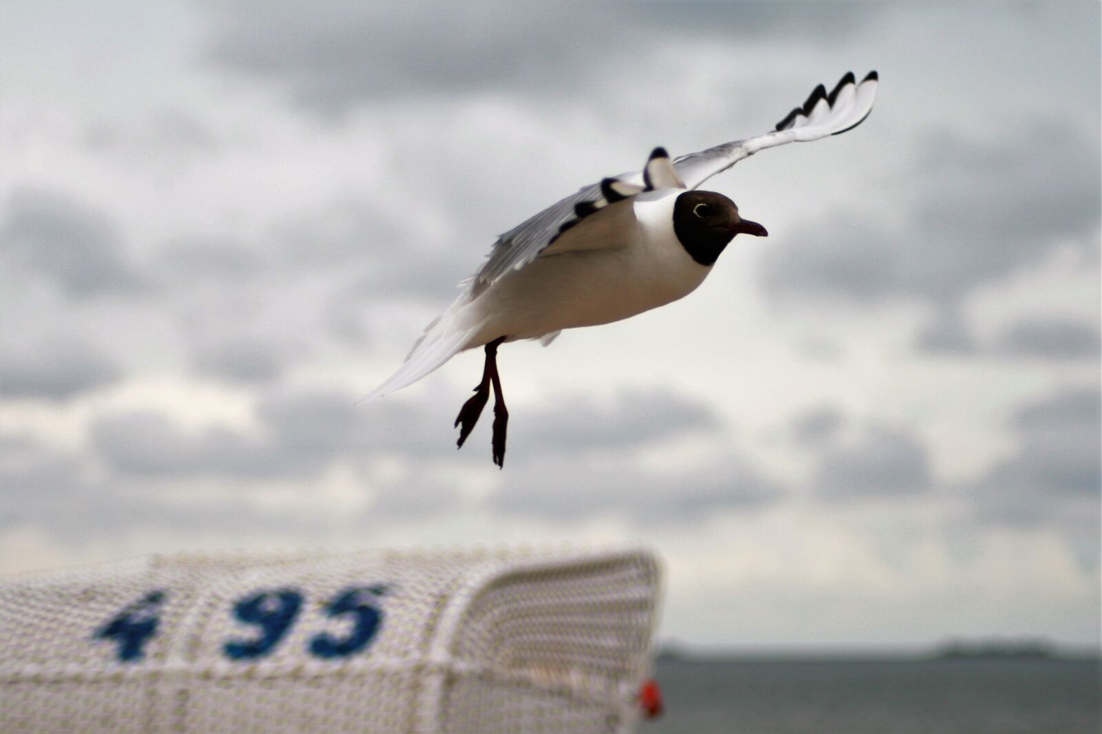 Canon EOS 400D (EOS Digital Rebel XTi / EOS Kiss Digital X) sample photo. Seagull, flight, flying photography