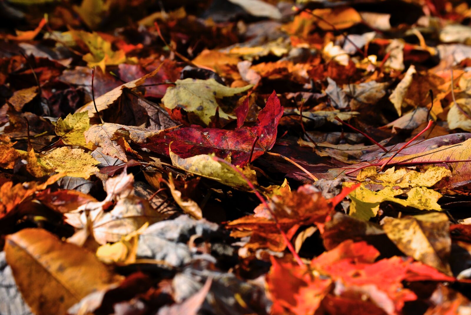 Nikon D3000 sample photo. Leaves, orange, yellow photography