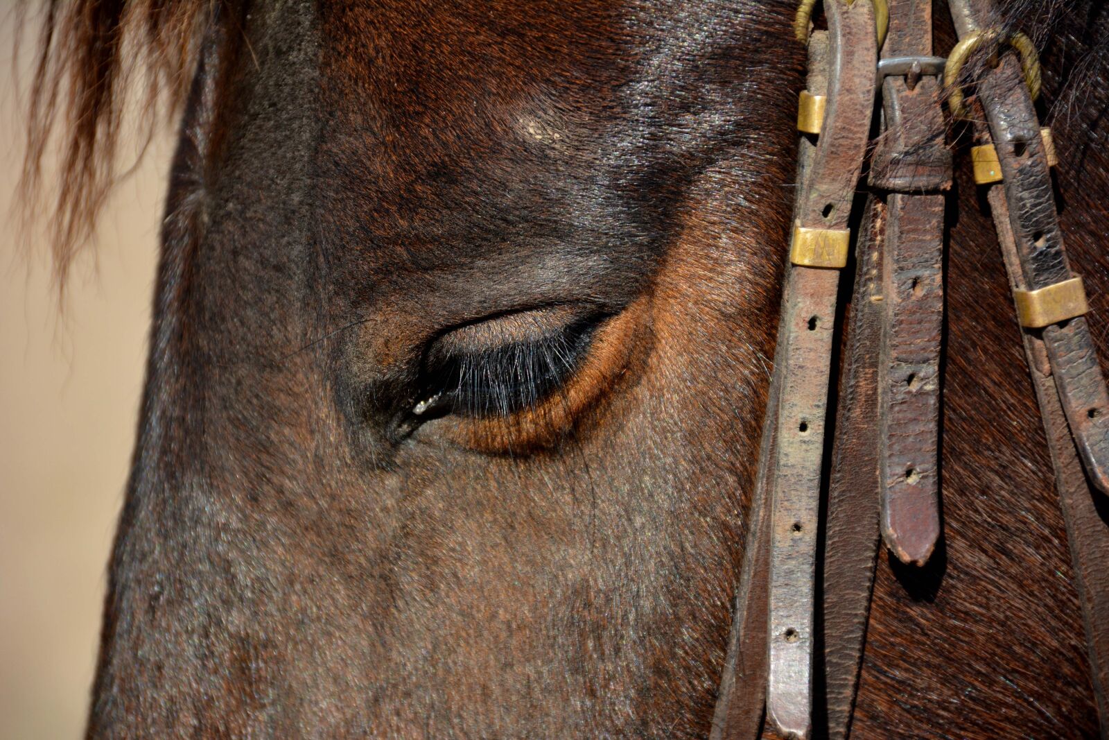 Nikon D7100 sample photo. Horse, animal, head animal photography