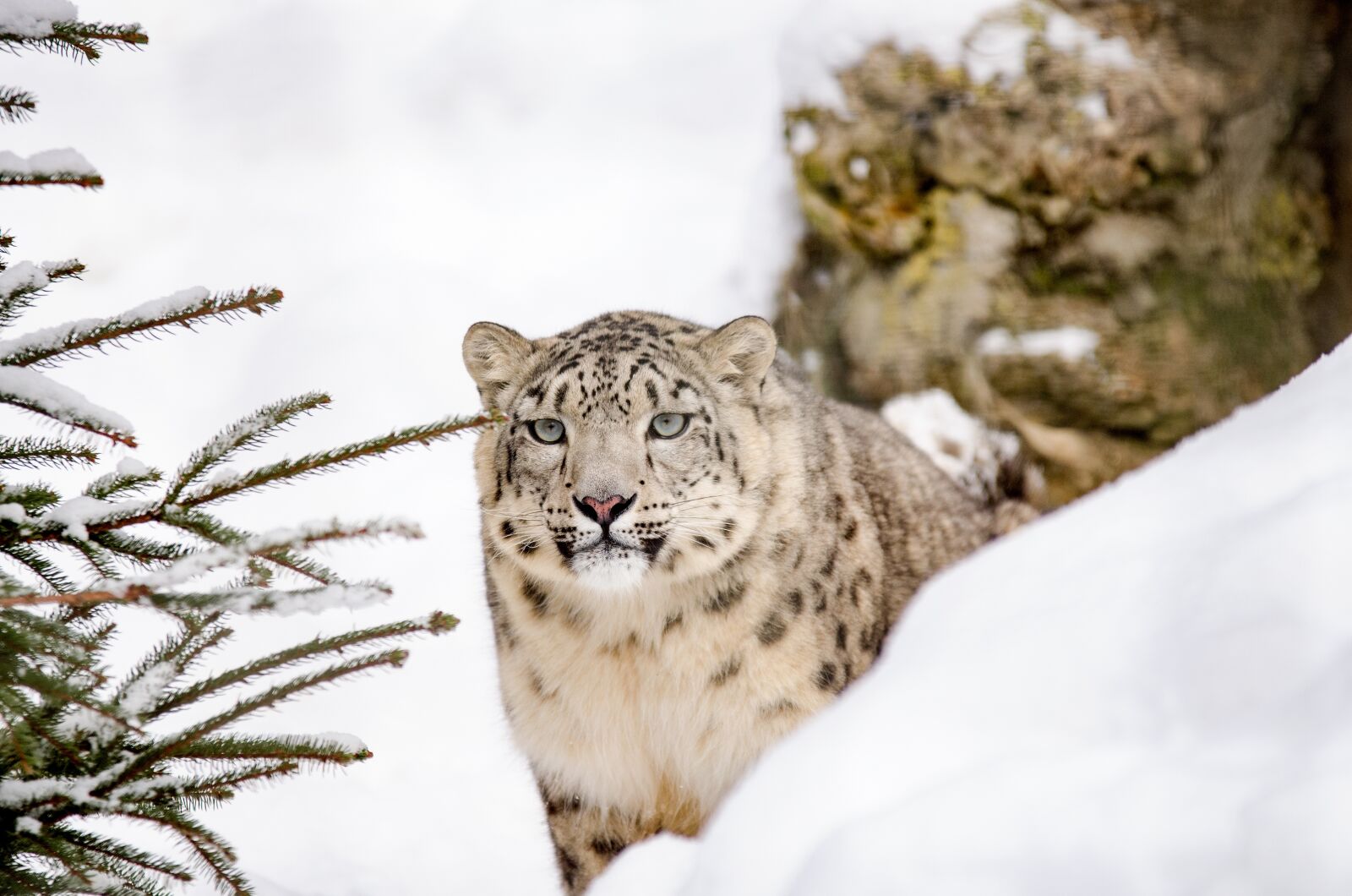 Nikon D5100 sample photo. Snow leopard, leopard, big photography
