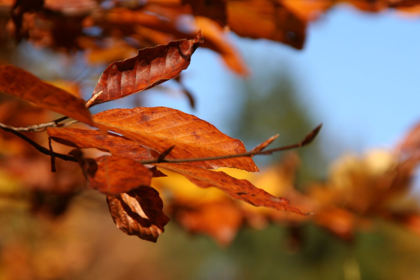 Canon EOS 350D (EOS Digital Rebel XT / EOS Kiss Digital N) sample photo. Autumn, leaf, plant photography