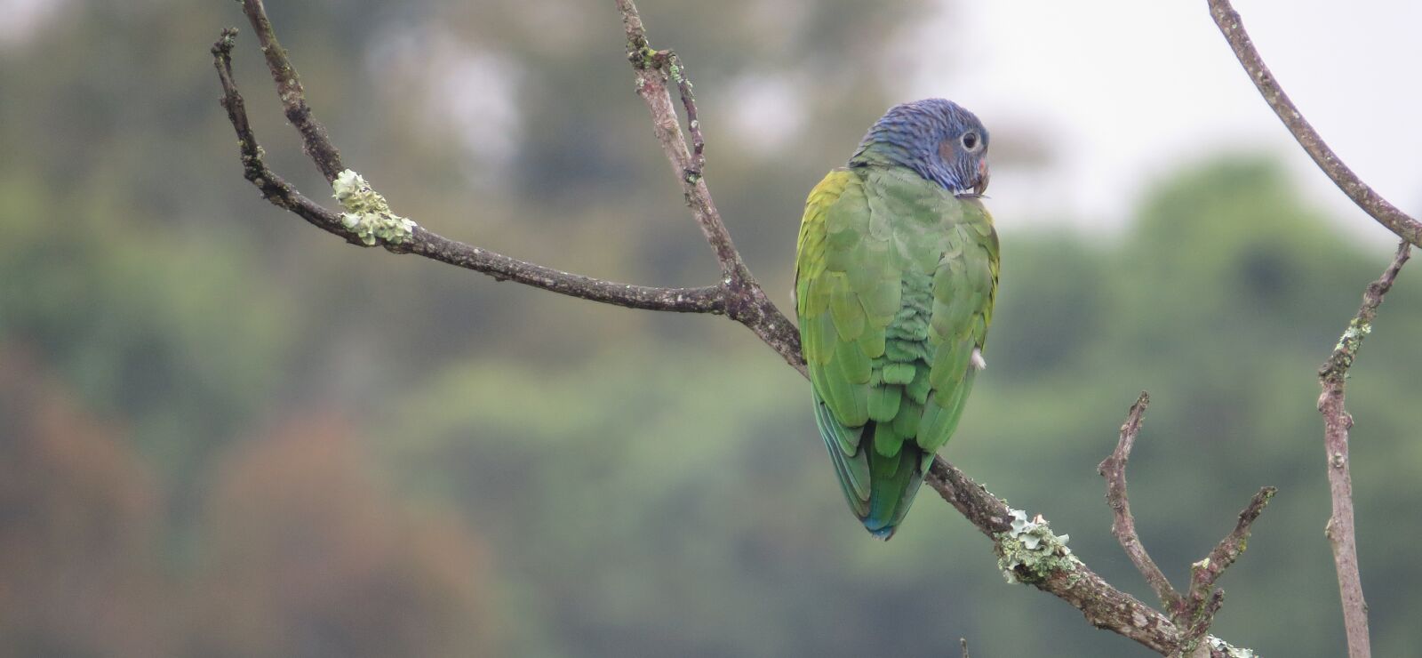Canon PowerShot SX50 HS sample photo. Wild life, nature, birds photography