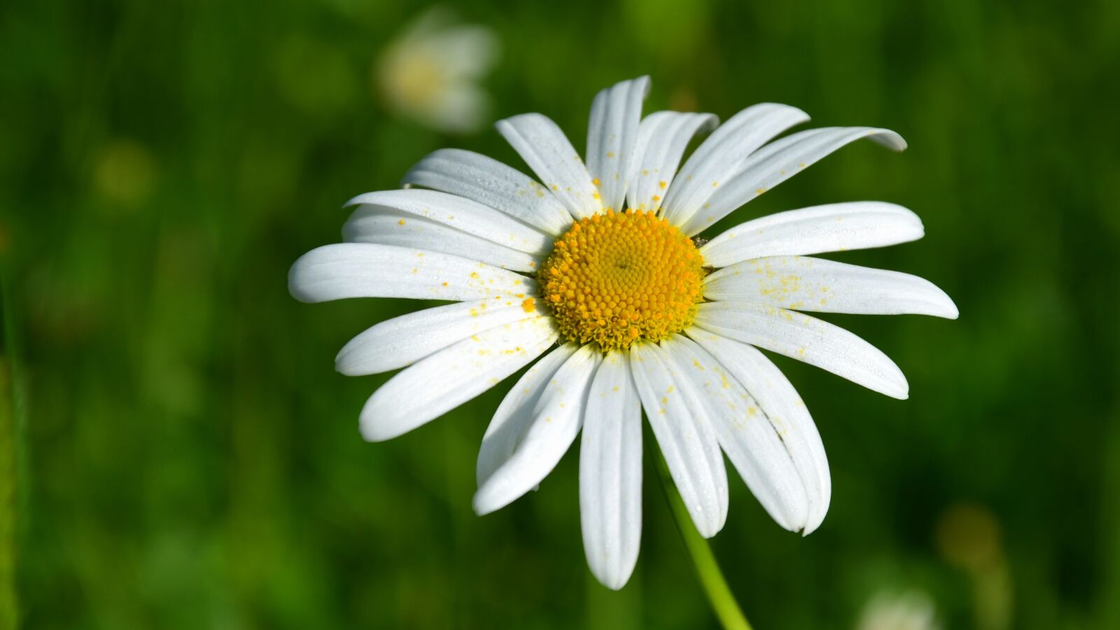 Nikon D5100 sample photo. Daisy, flower, summer photography