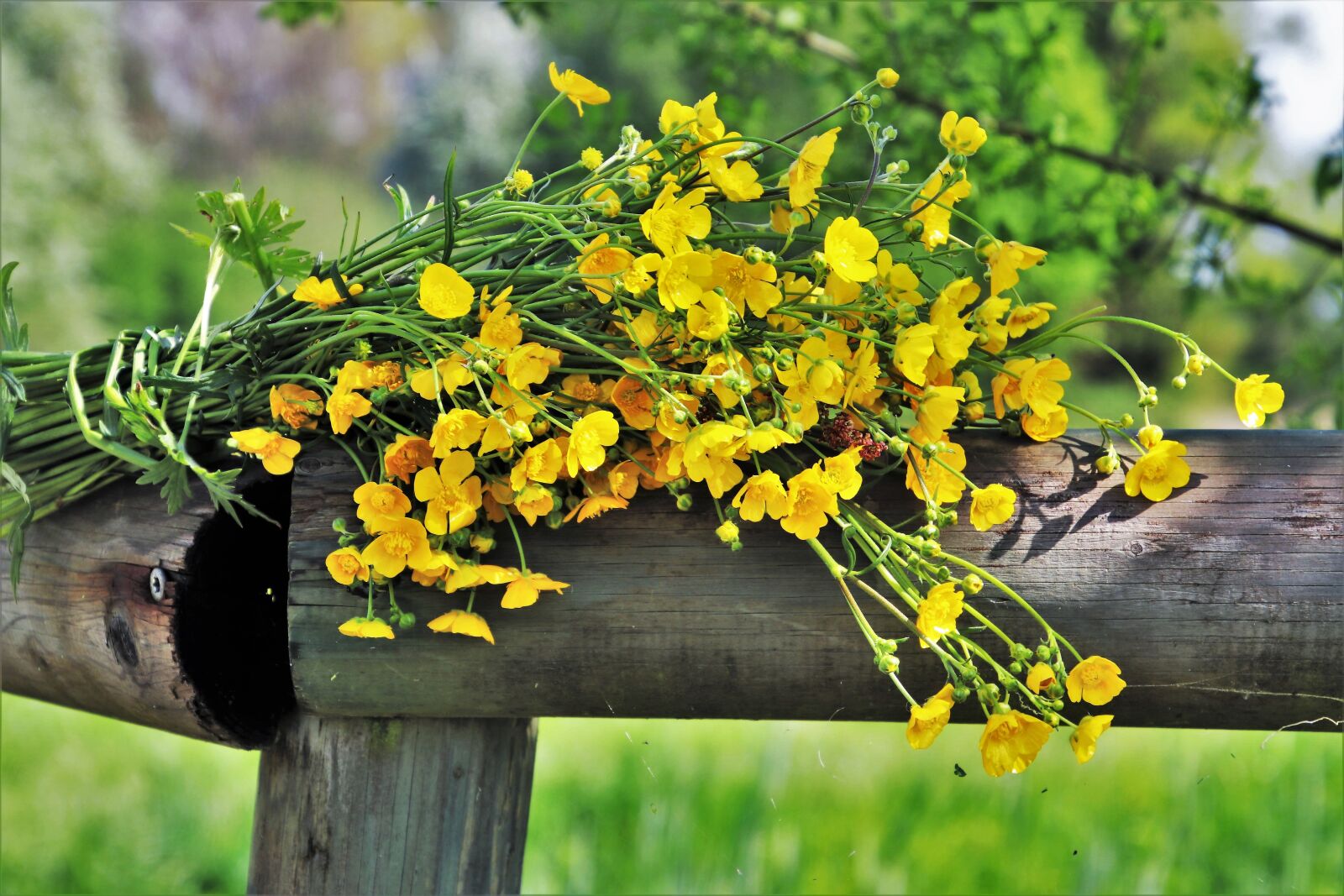 Canon EOS 80D sample photo. Spring, bouquet, nature photography