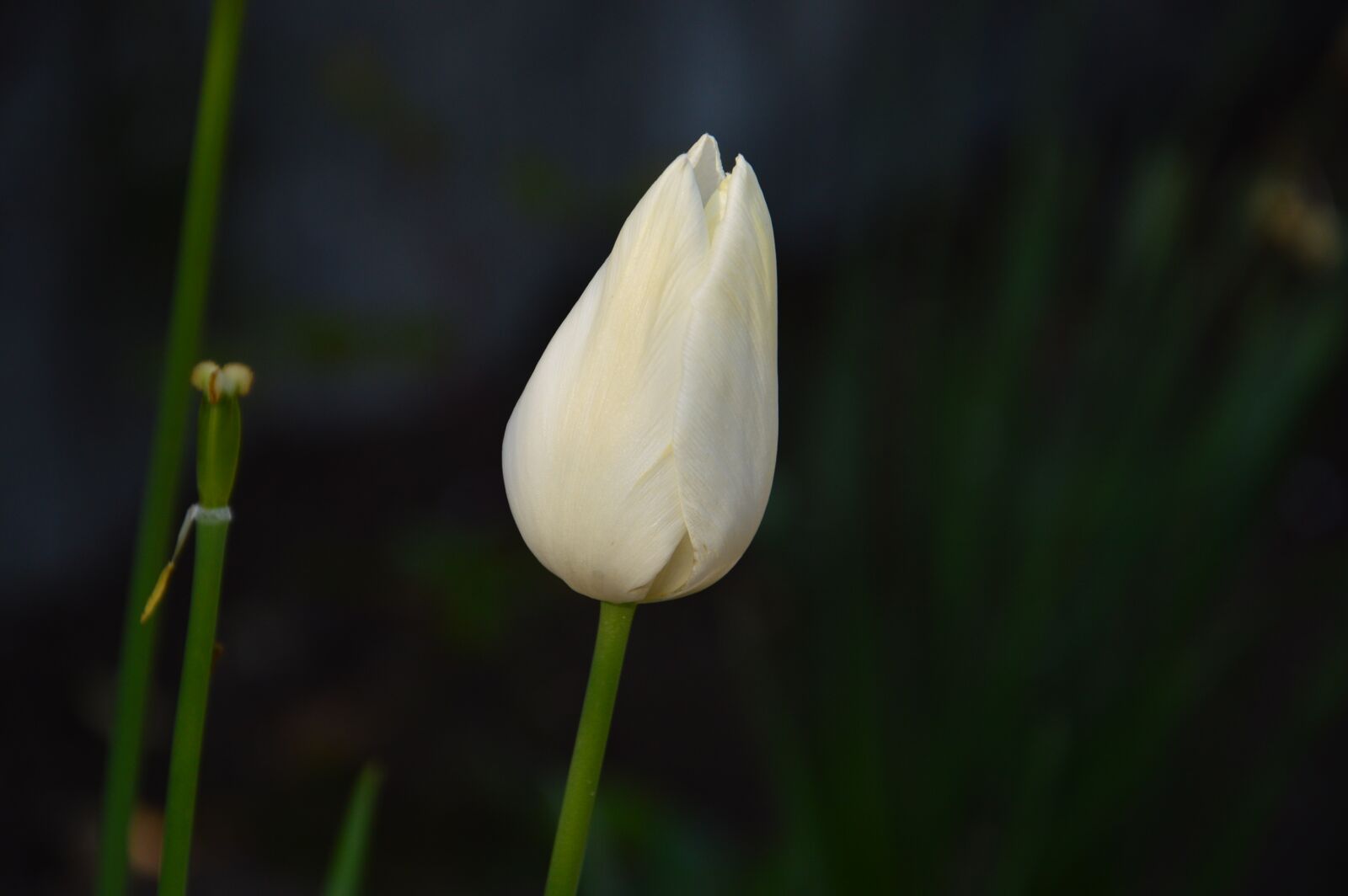 Nikon D3200 sample photo. White tulip, tulip, spring photography