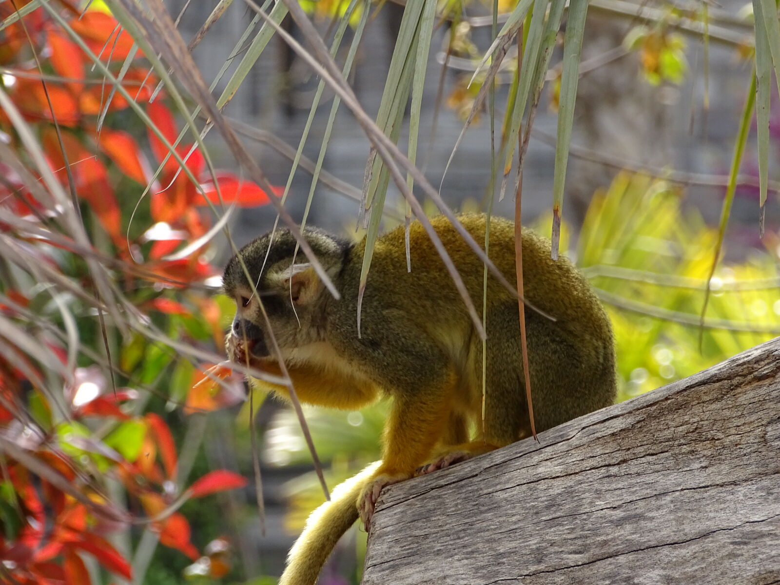 Sony Cyber-shot DSC-HX400V sample photo. Animal, animals, cute, animals photography