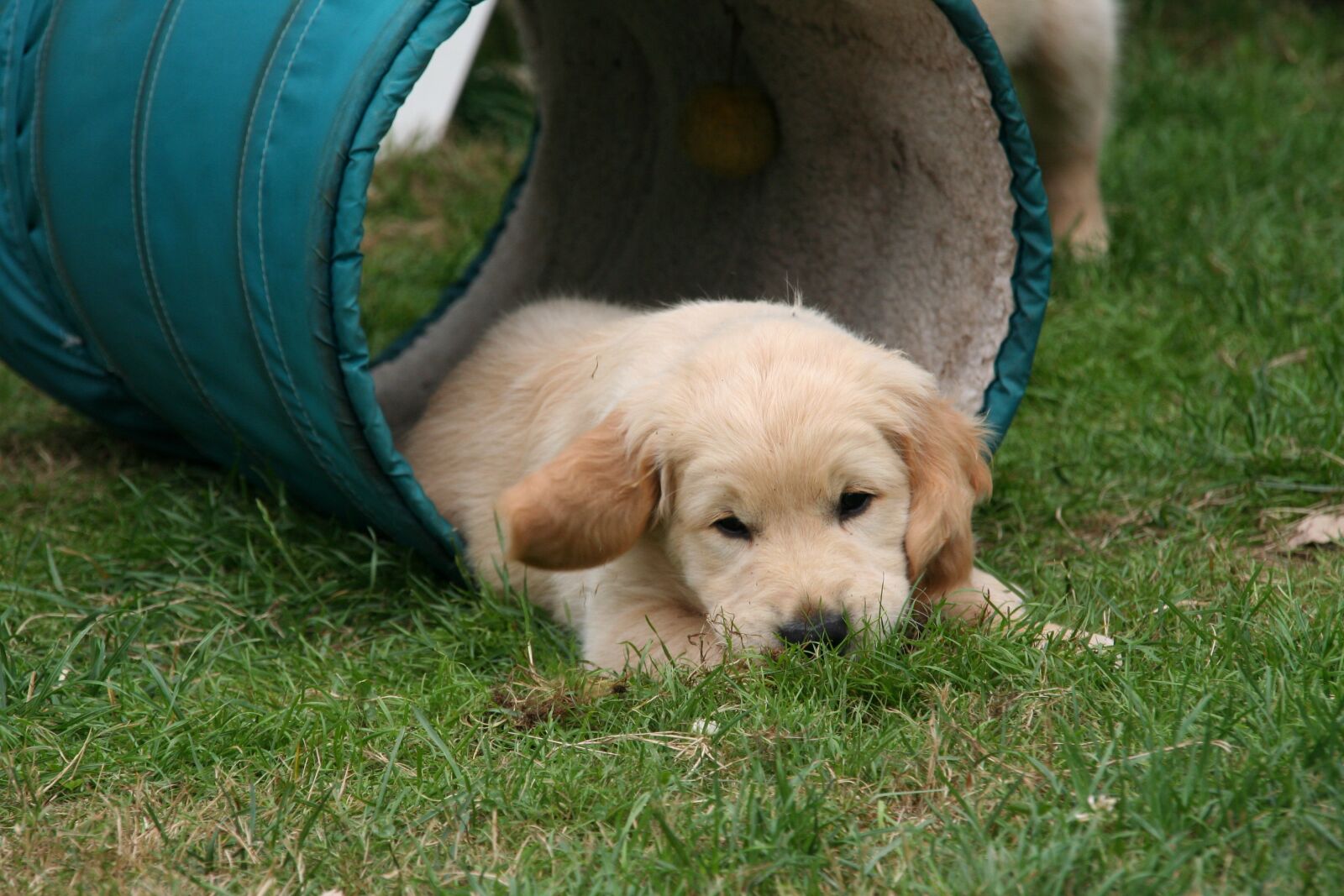 Canon EOS 350D (EOS Digital Rebel XT / EOS Kiss Digital N) sample photo. Golden retriever puppy, dog photography
