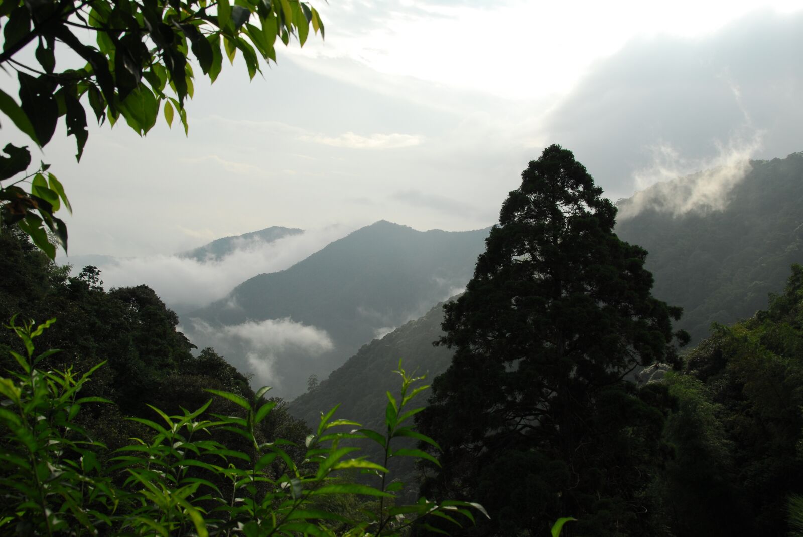 Nikon D200 sample photo. Trees, valley, mountain photography