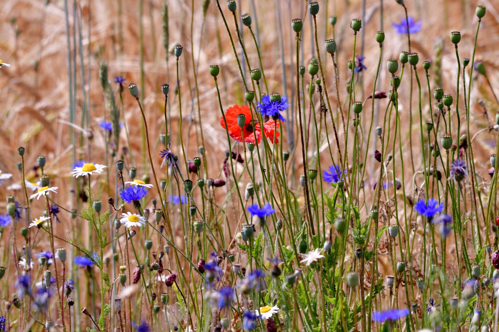 Nikon D500 sample photo. Field flowers, cornflowers, poppies photography