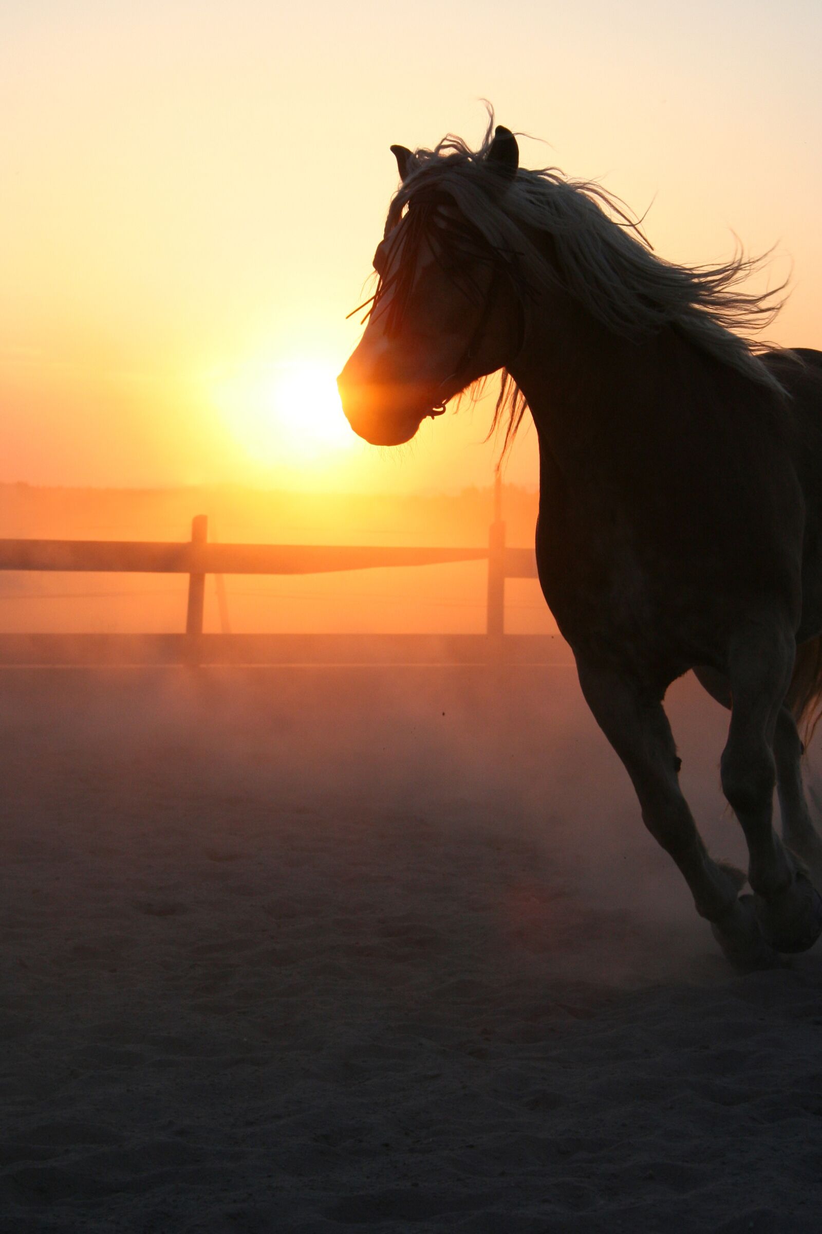 Canon EOS 350D (EOS Digital Rebel XT / EOS Kiss Digital N) sample photo. Horse, sunset, dust photography