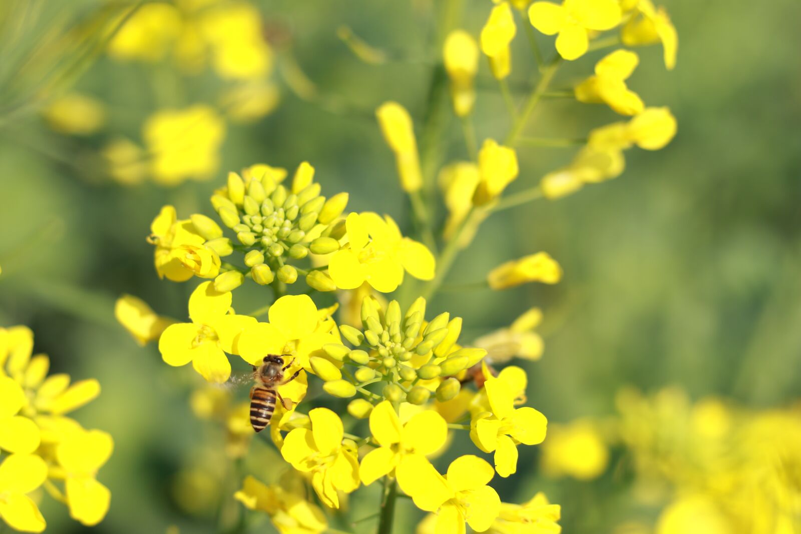 Canon EOS 7D Mark II sample photo. Flower, nature, field photography