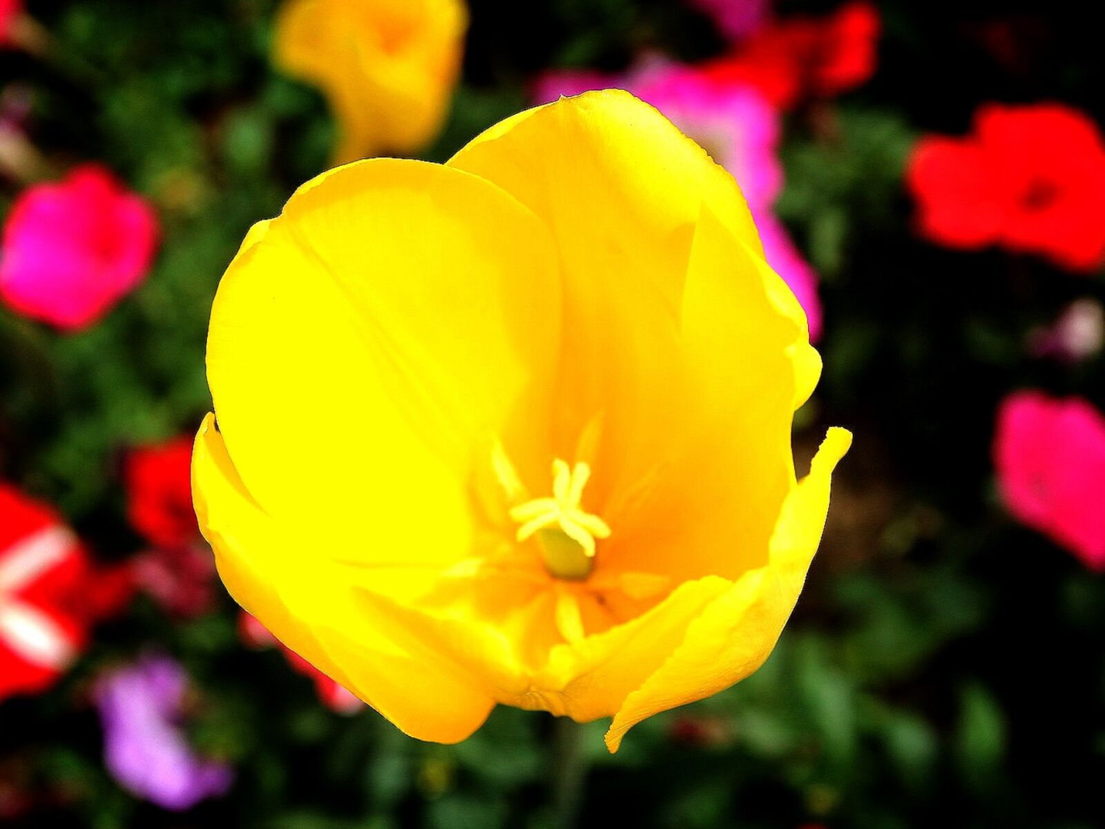 Canon EOS 60D sample photo. Churros script, flowers, yellow photography