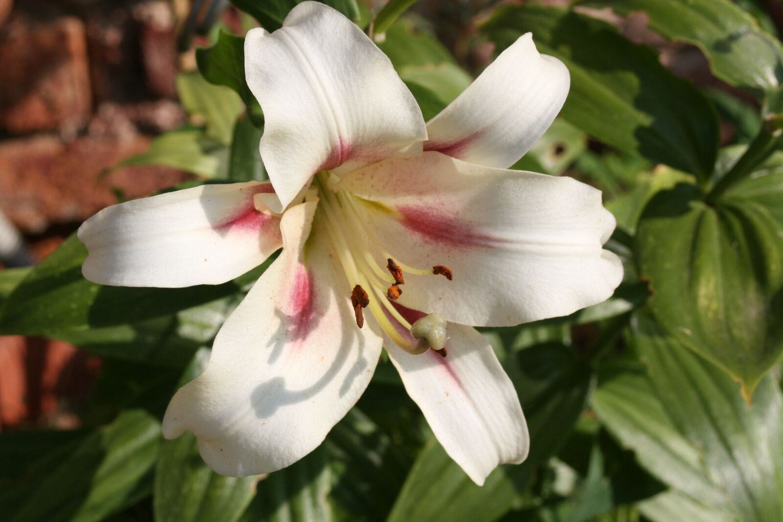 Canon EOS 400D (EOS Digital Rebel XTi / EOS Kiss Digital X) sample photo. Flower, white, lily photography