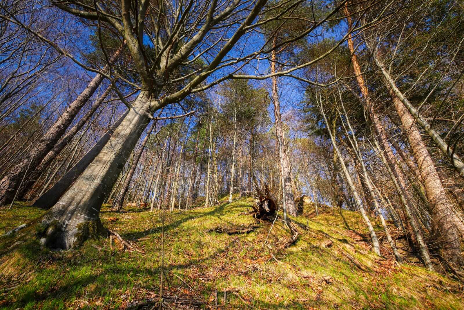 Panasonic Lumix DMC-GX8 sample photo. Forest, tree, bark photography