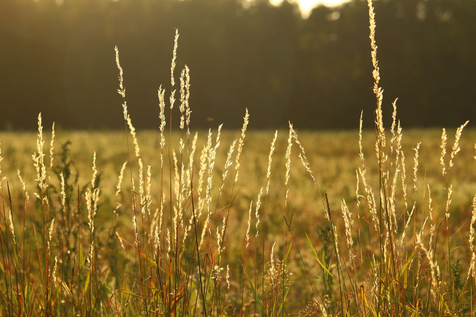 Canon EOS 100D (EOS Rebel SL1 / EOS Kiss X7) sample photo. Field, pasture, ear photography