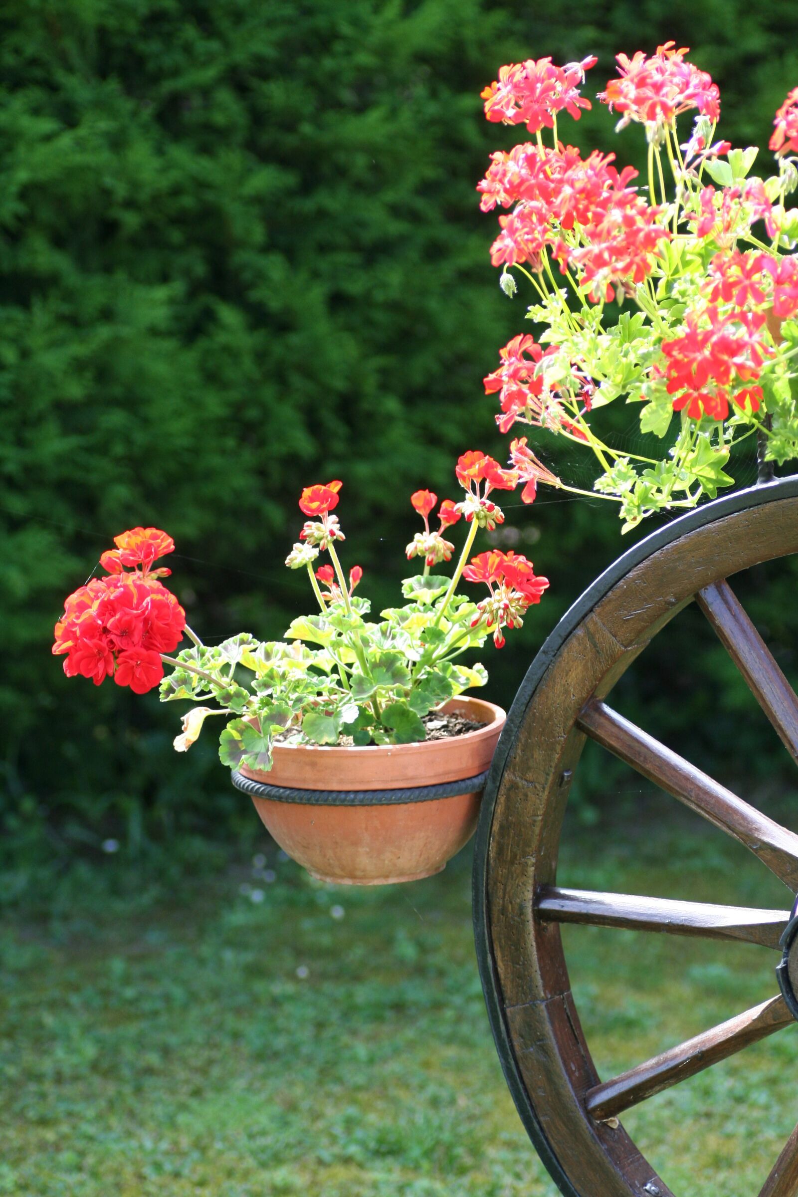 Canon EOS 350D (EOS Digital Rebel XT / EOS Kiss Digital N) sample photo. Geraniums, alsace, france photography