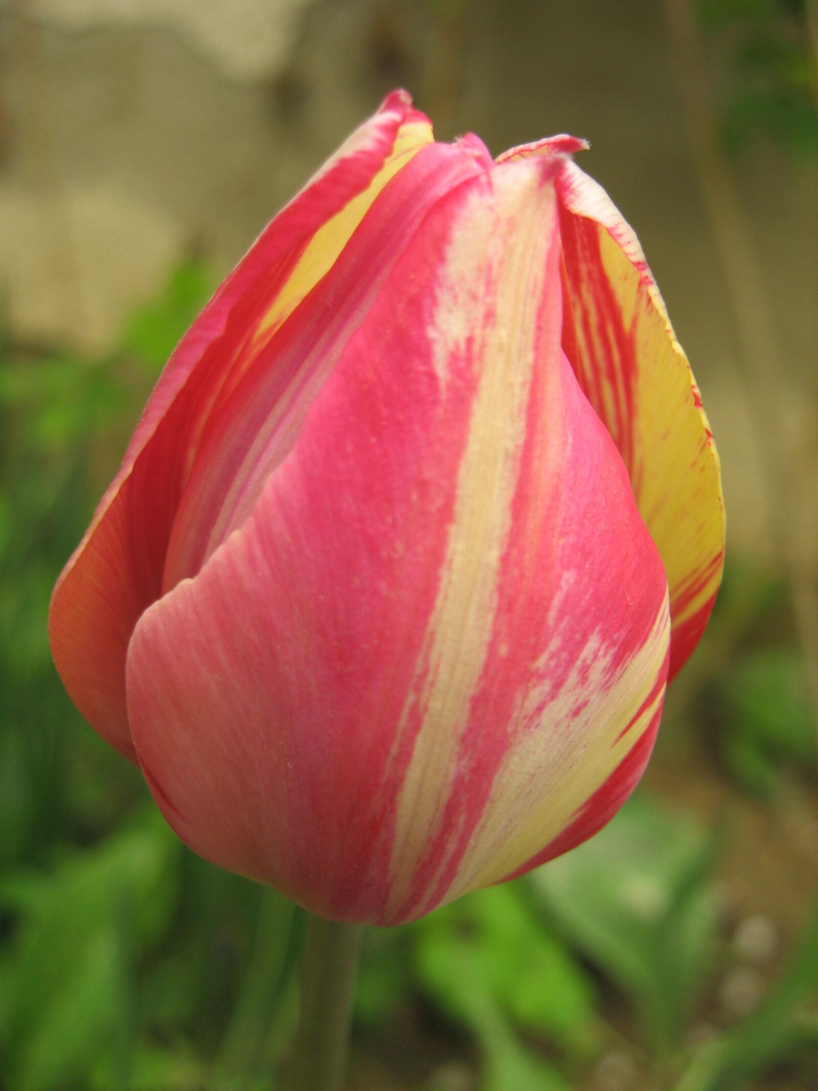 Canon POWERSHOT A550 sample photo. Tulip, pink, color photography