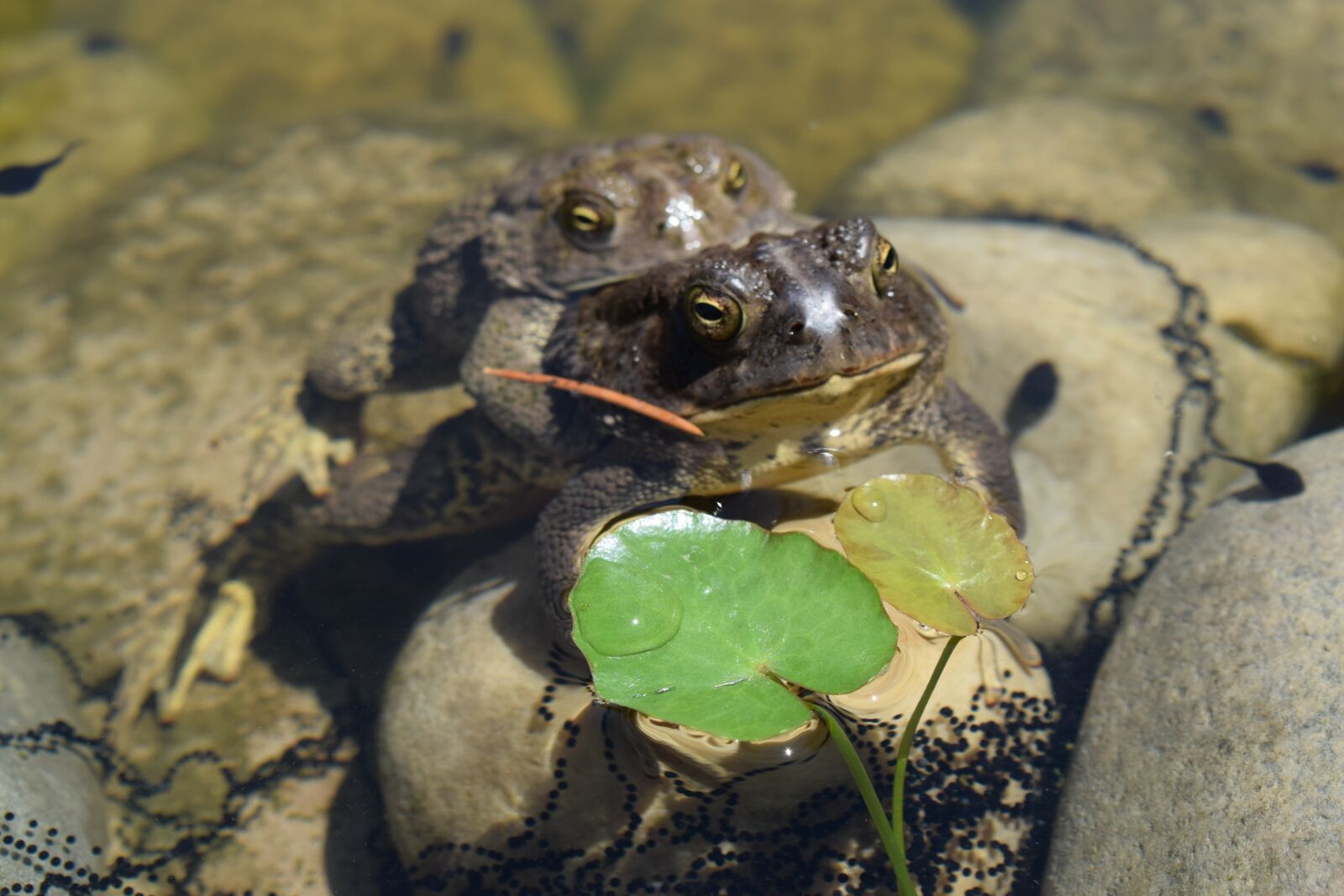 Nikon D3300 sample photo. Nature, wildlife, animal photography
