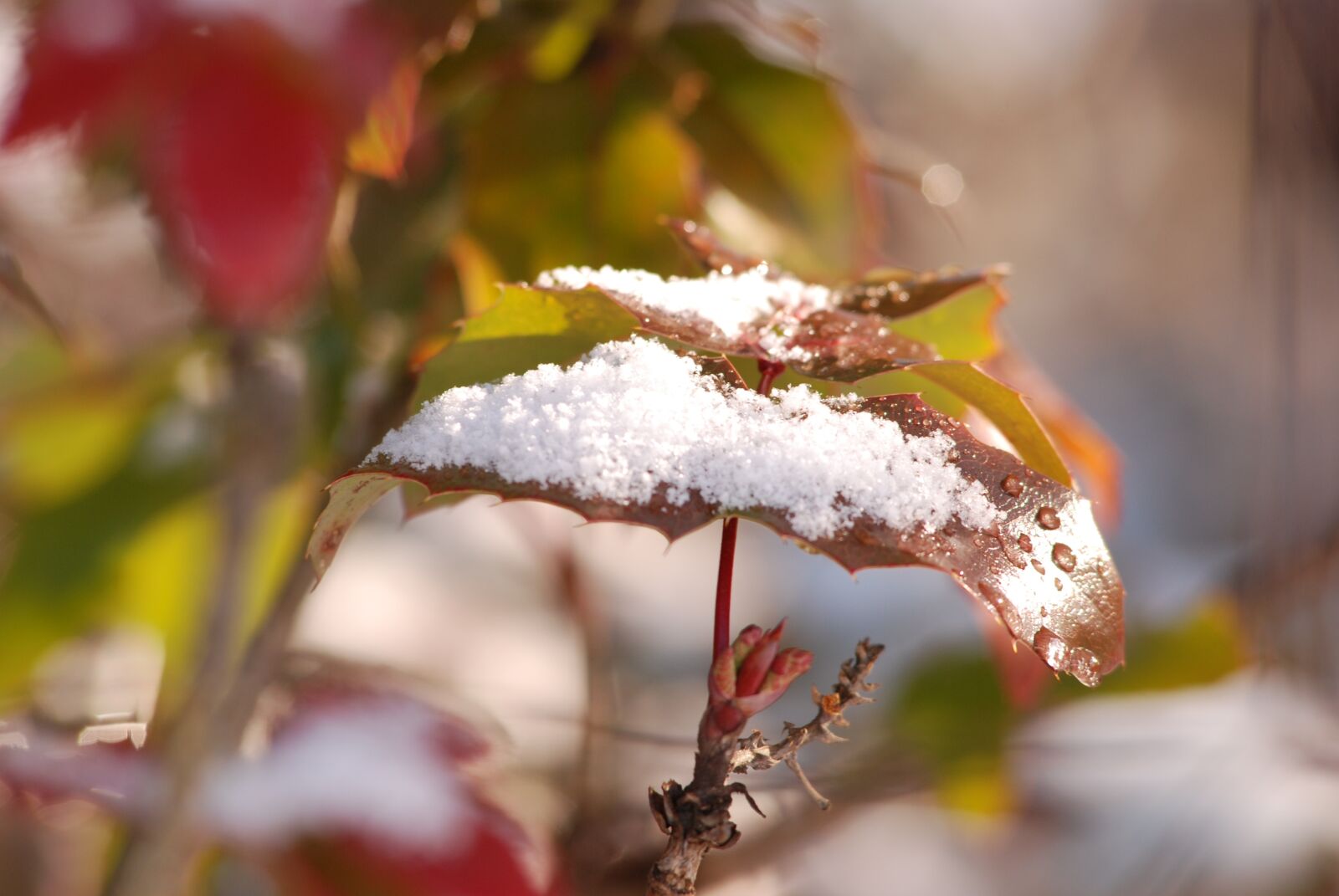 Nikon D80 sample photo. Nature, leaf, outdoors photography