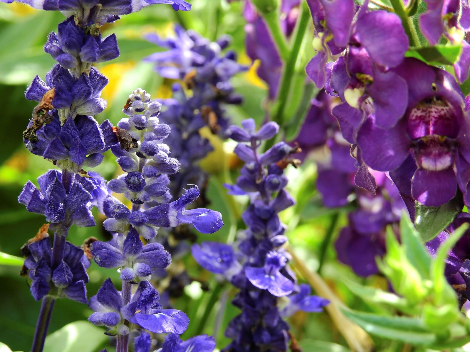 Nikon Coolpix P900 sample photo. Flowers, blossom, bloom photography