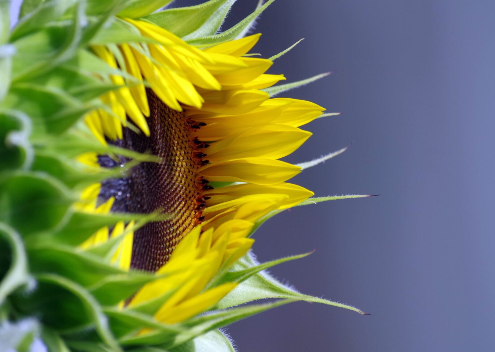 Pentax K-30 sample photo. Sunflower, blossom, bloom photography