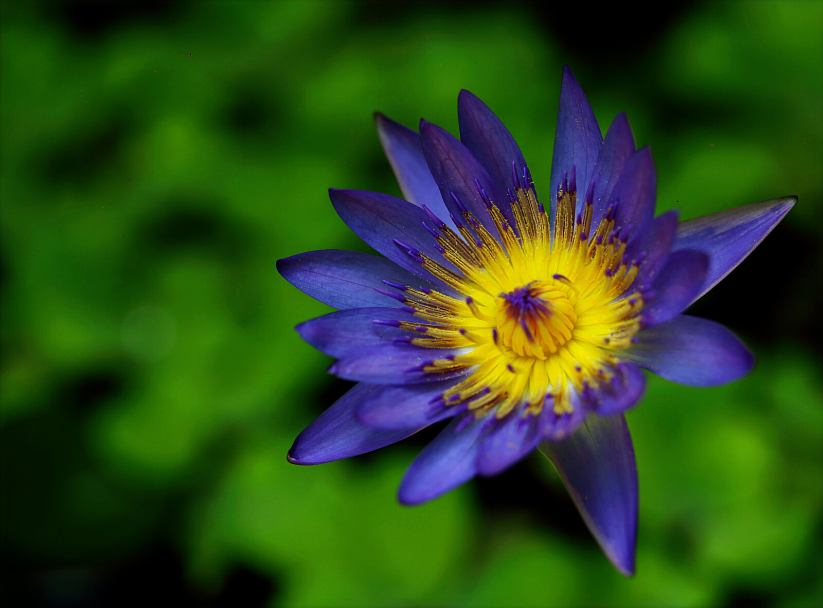 Canon EOS 6D + Canon EF 100mm F2.8 Macro USM sample photo. Purple, and, yellow, waterlily photography
