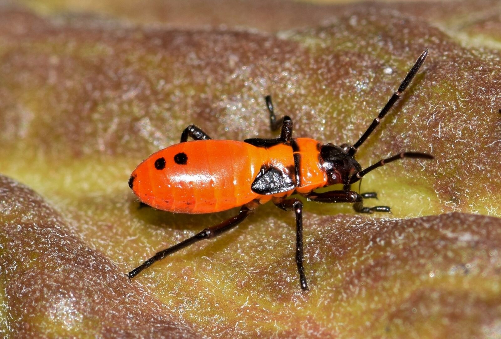Nikon D5300 sample photo. Large milkweed bug, bug photography